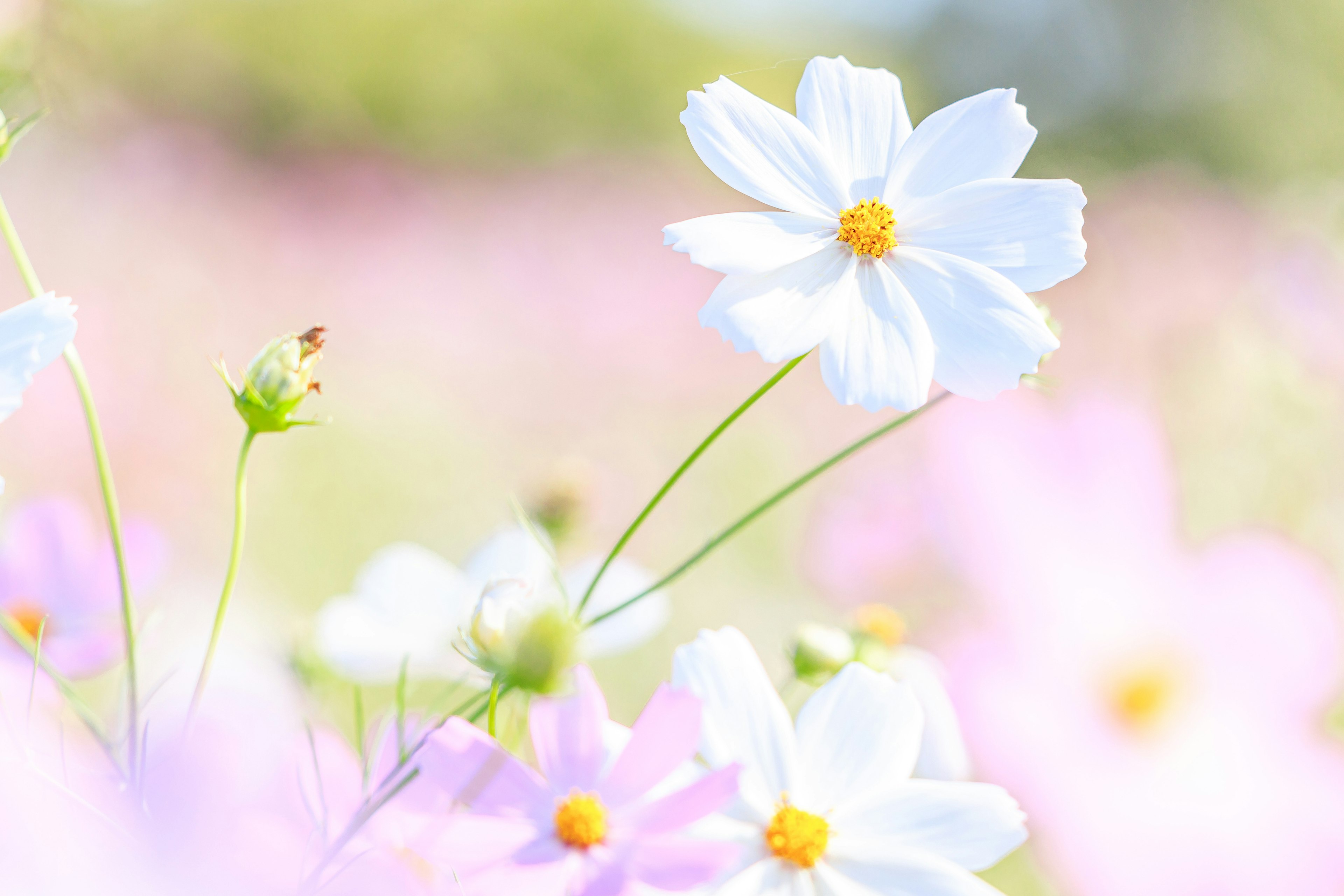 Un campo de flores suaves con margaritas blancas y flores rosas