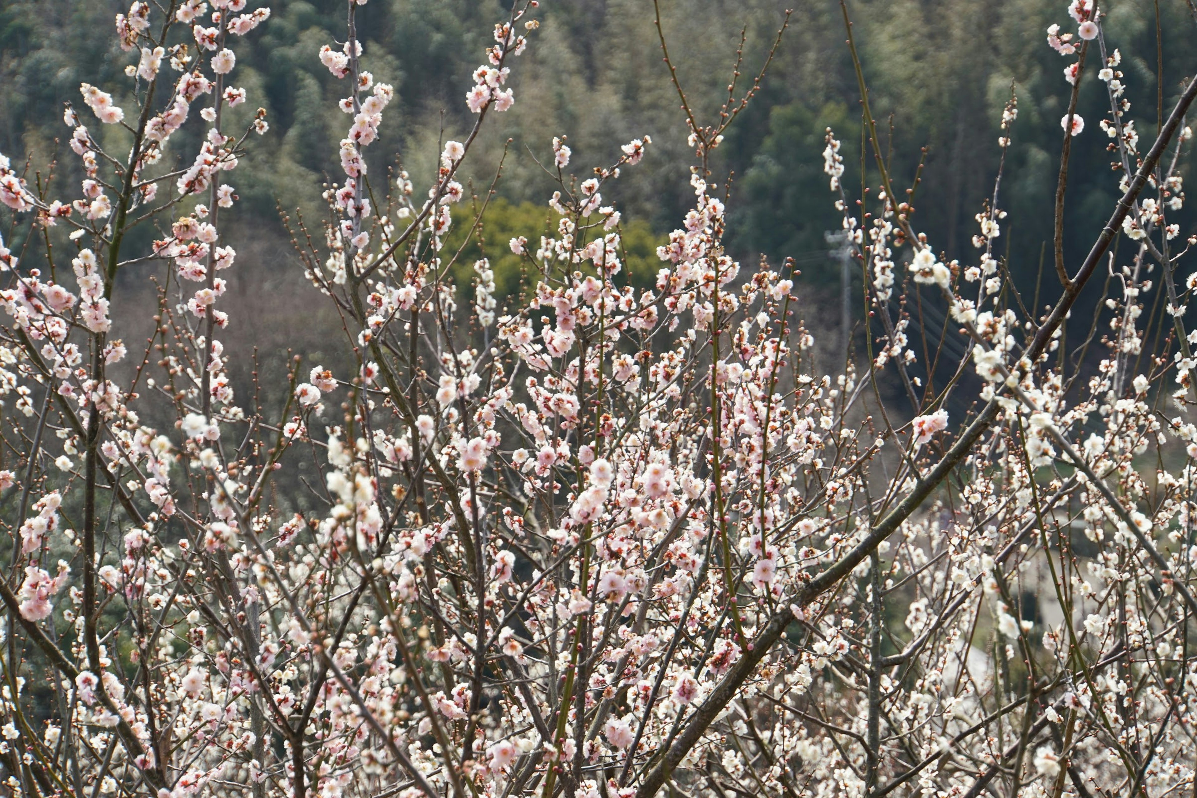 Beau paysage avec des cerisiers en fleurs