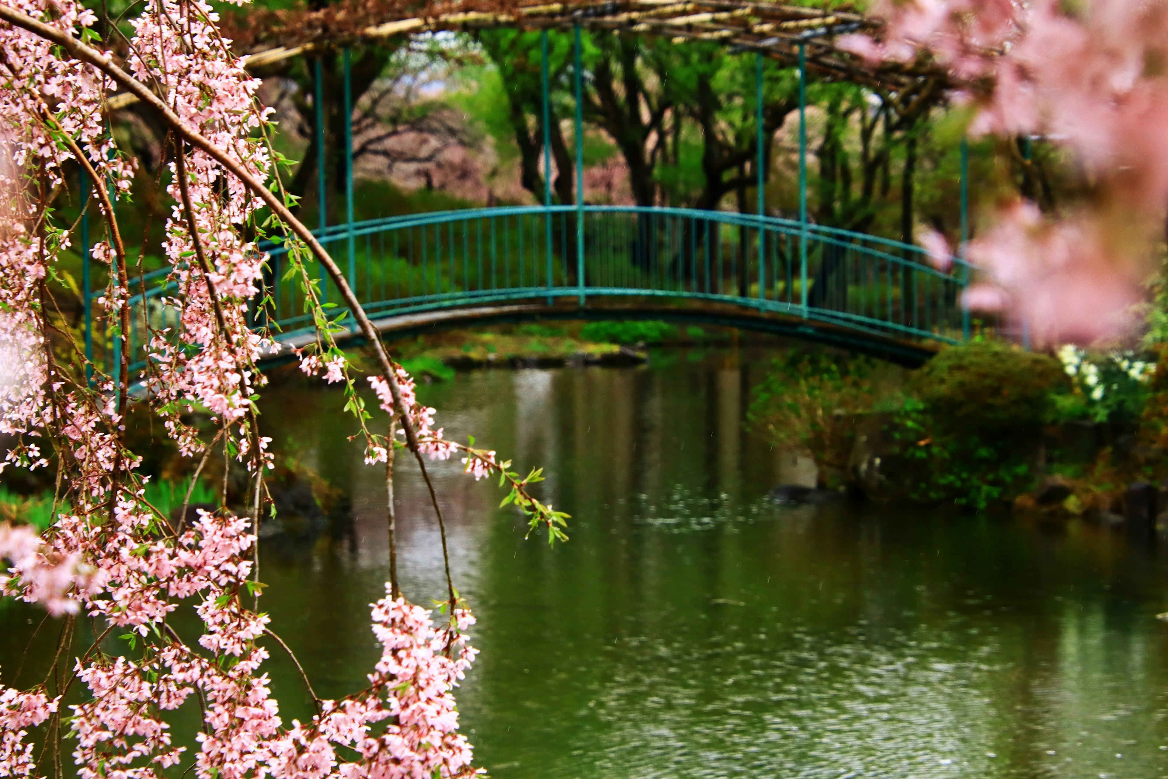 Malersicher Blick auf eine Brücke über einen Teich, umrahmt von Kirschblüten