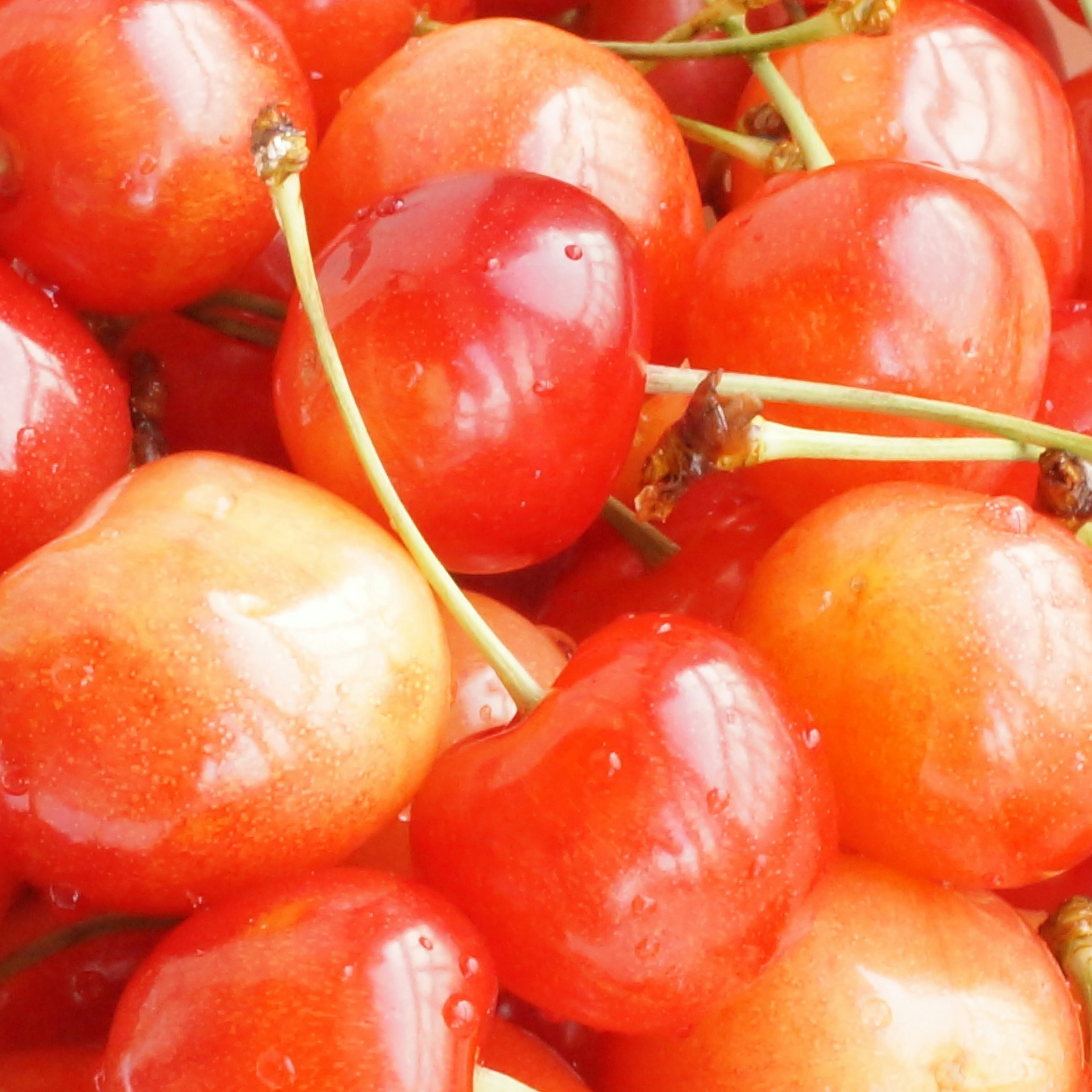 Cerezas rojas vibrantes agrupadas