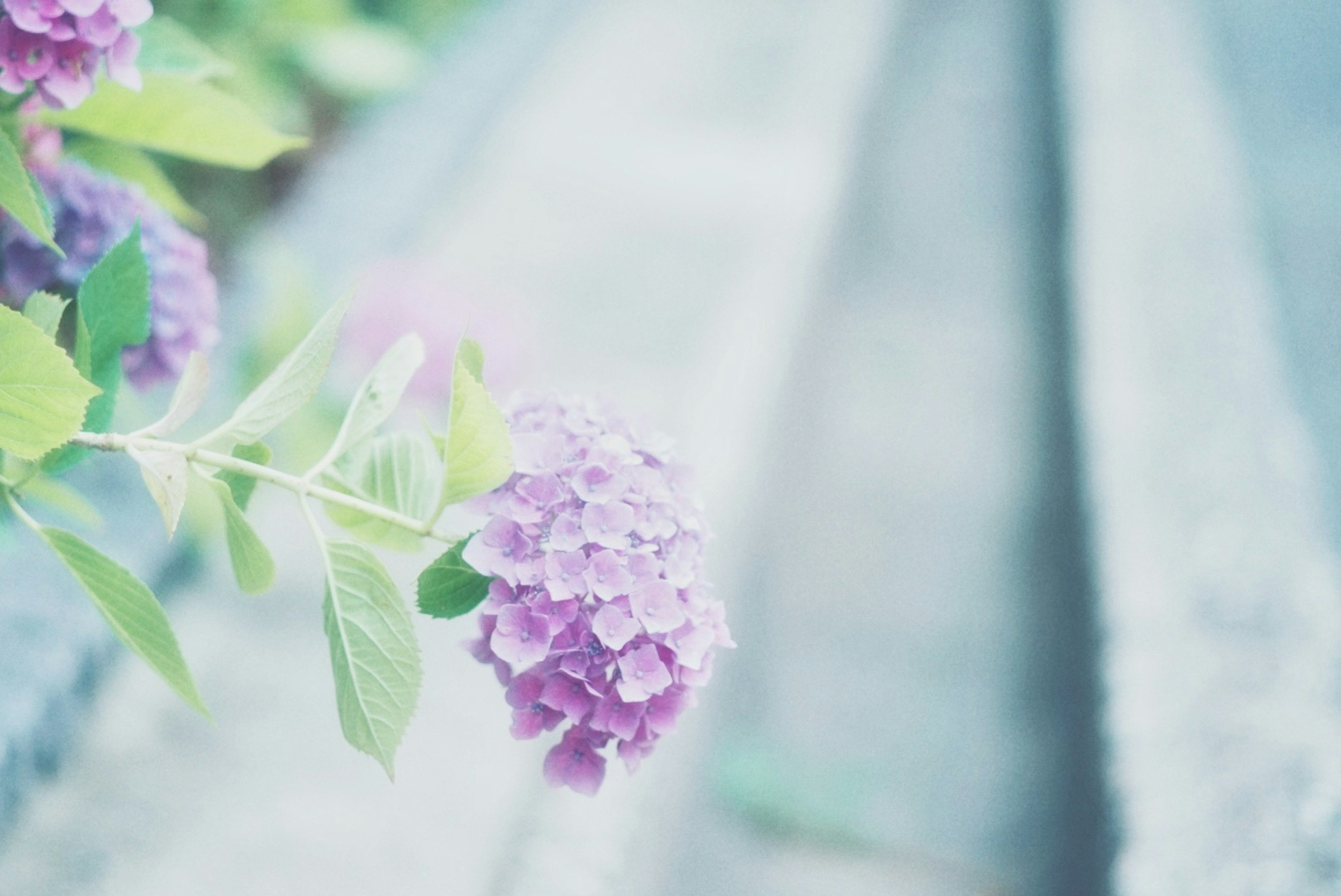 A close-up of a purple flower with green leaves against a soft background