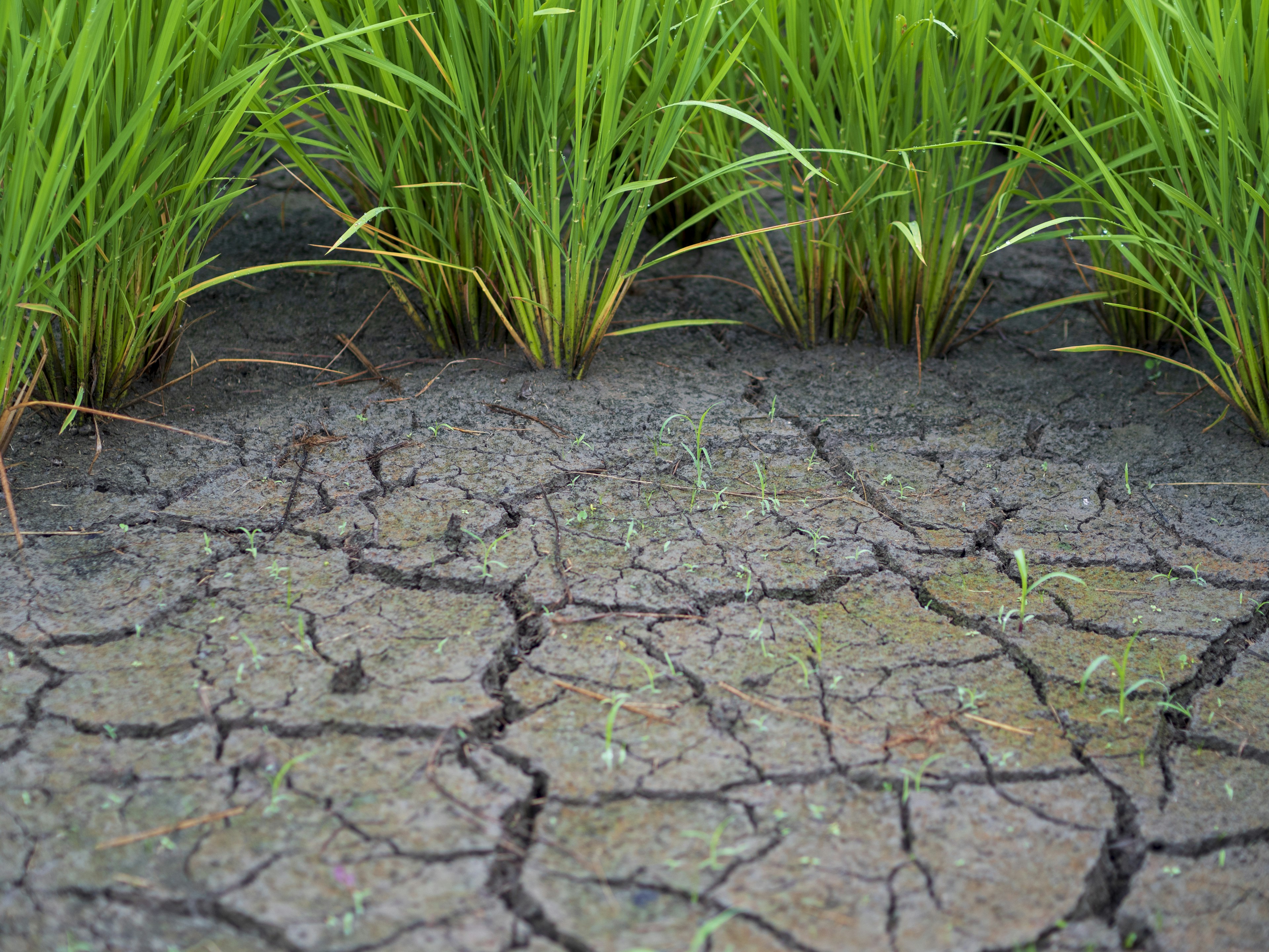 Plantas de arroz verdes creciendo en suelo seco agrietado