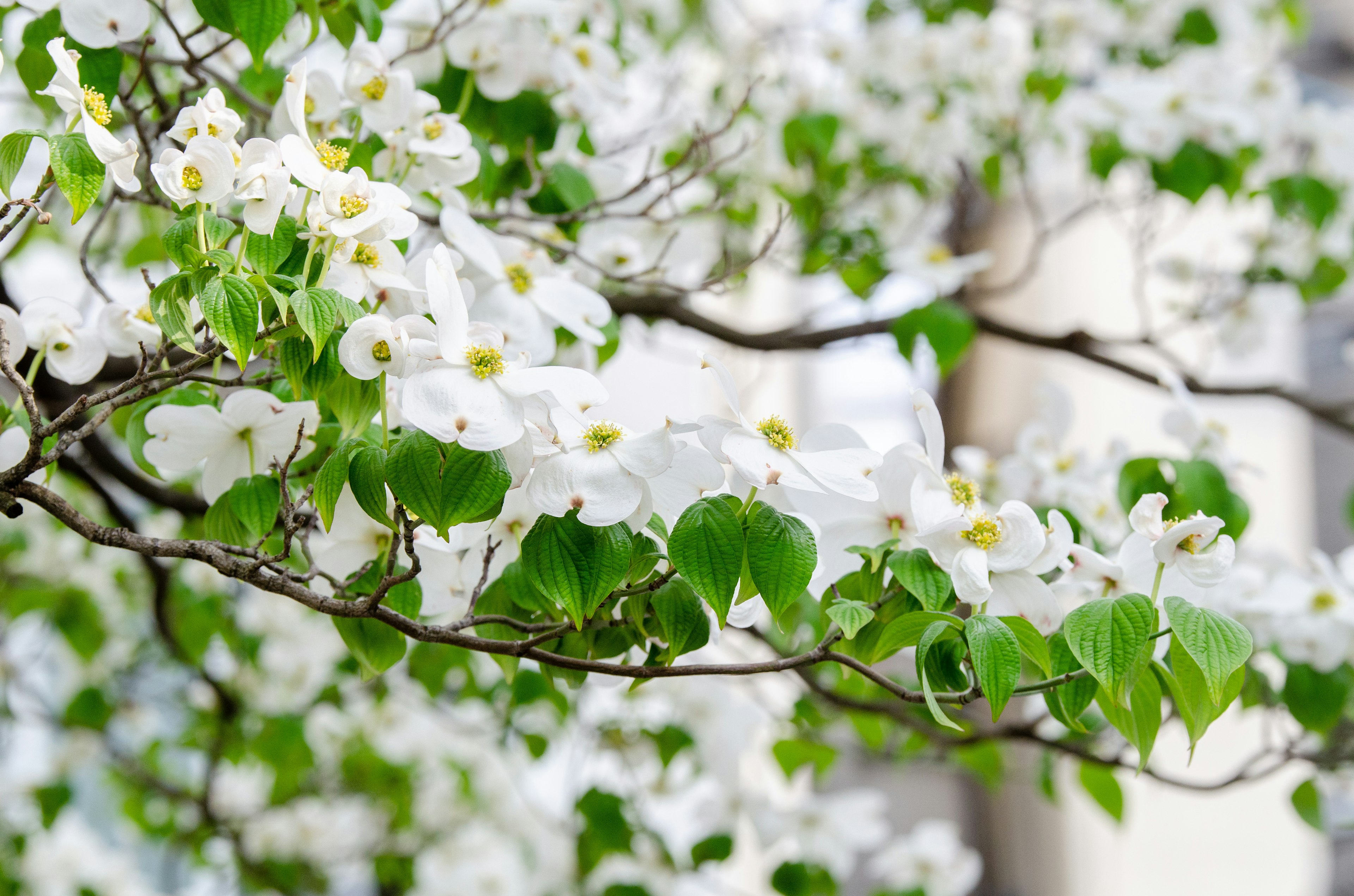 Branch of dogwood tree with white flowers and green leaves