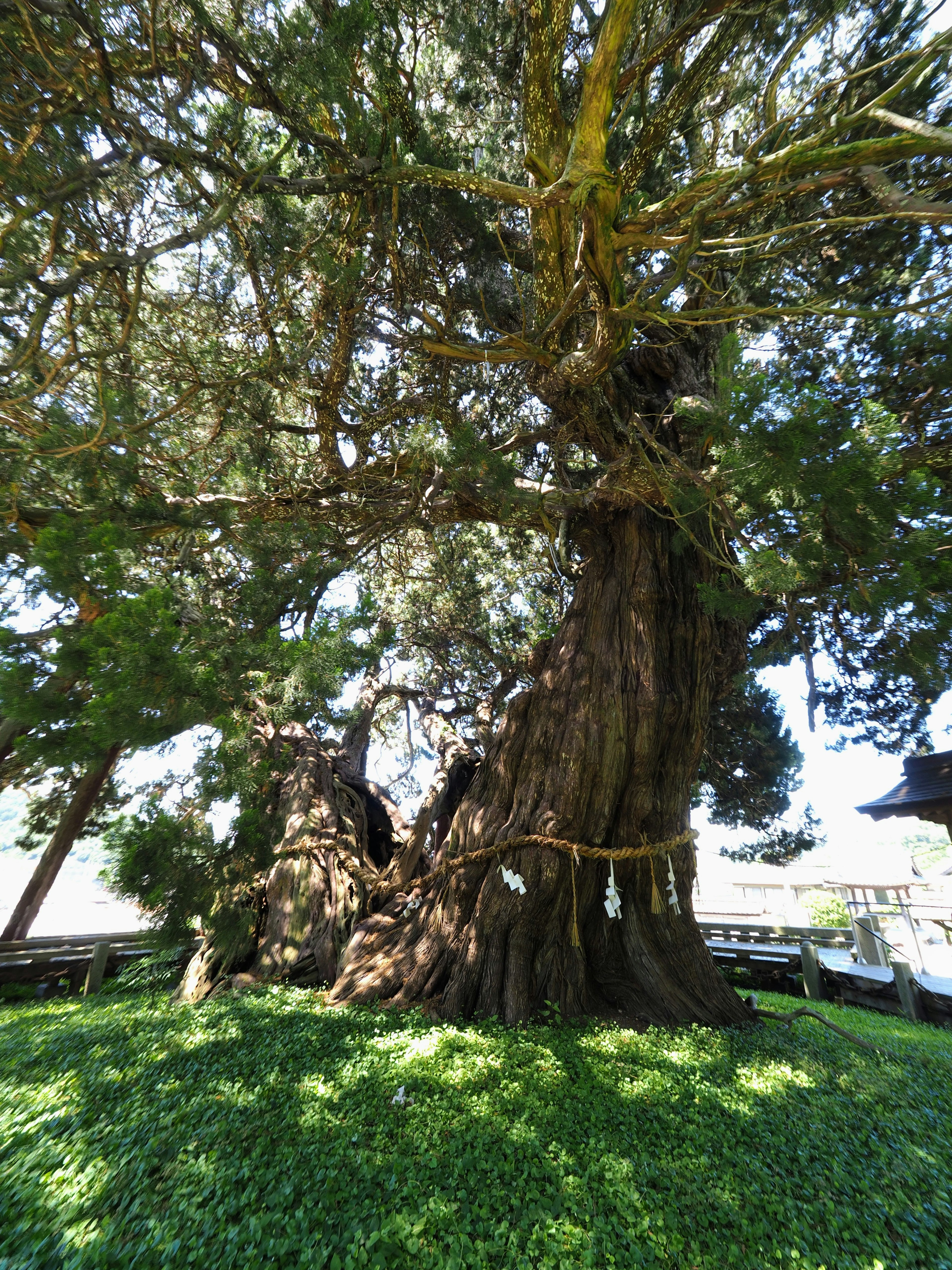 A large ancient tree standing on lush green grass