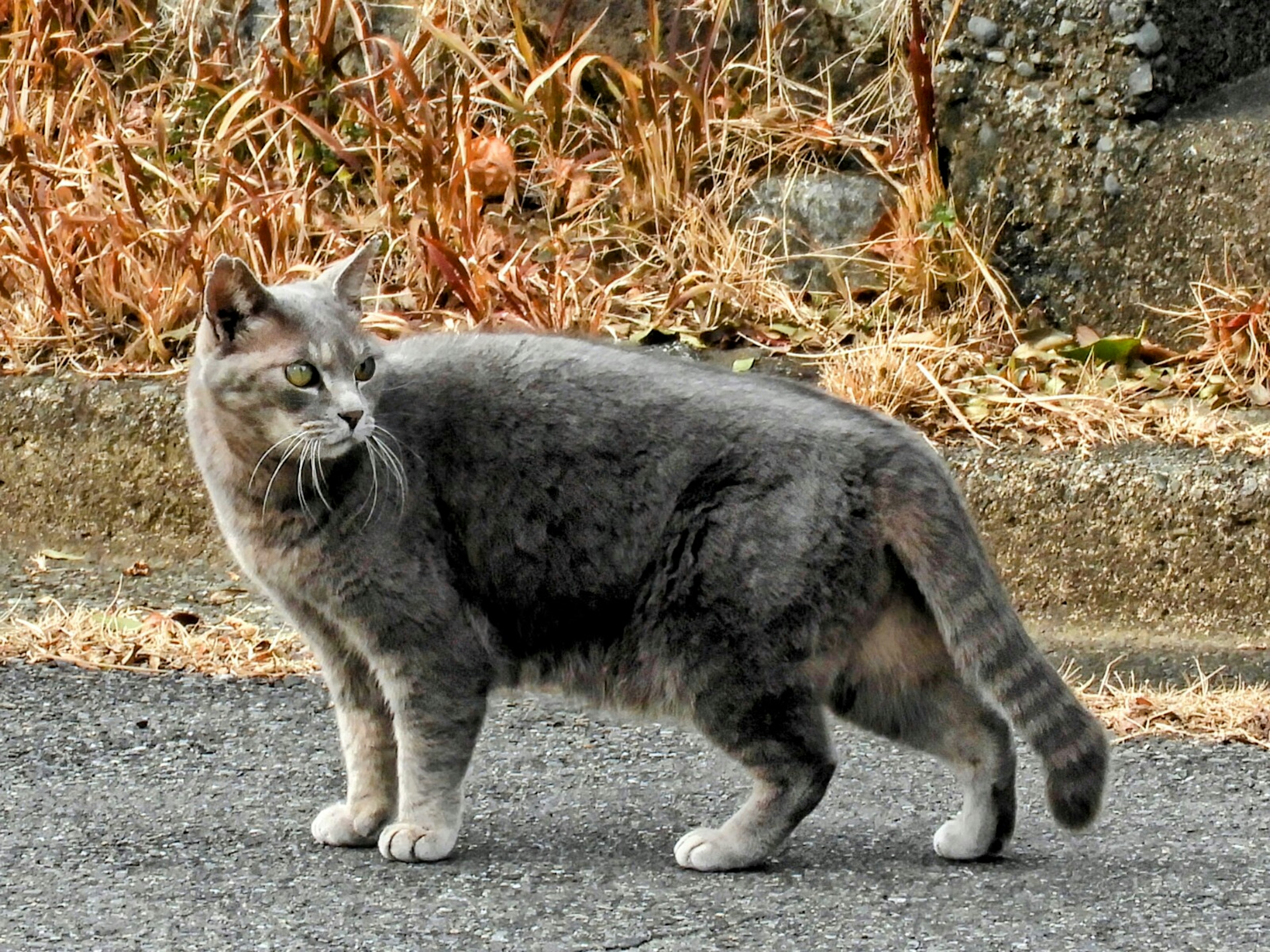 Chat gris marchant dans la rue