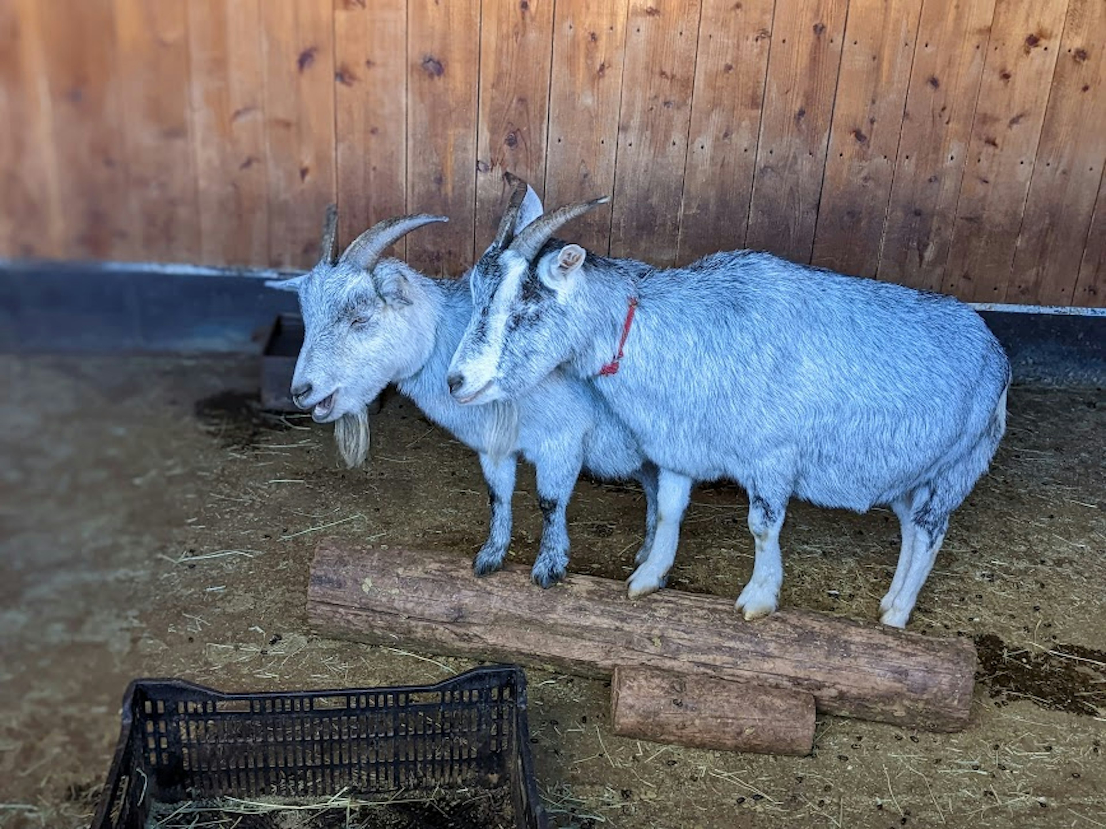 Dua kambing berdiri di atas kayu dengan latar belakang dinding kayu