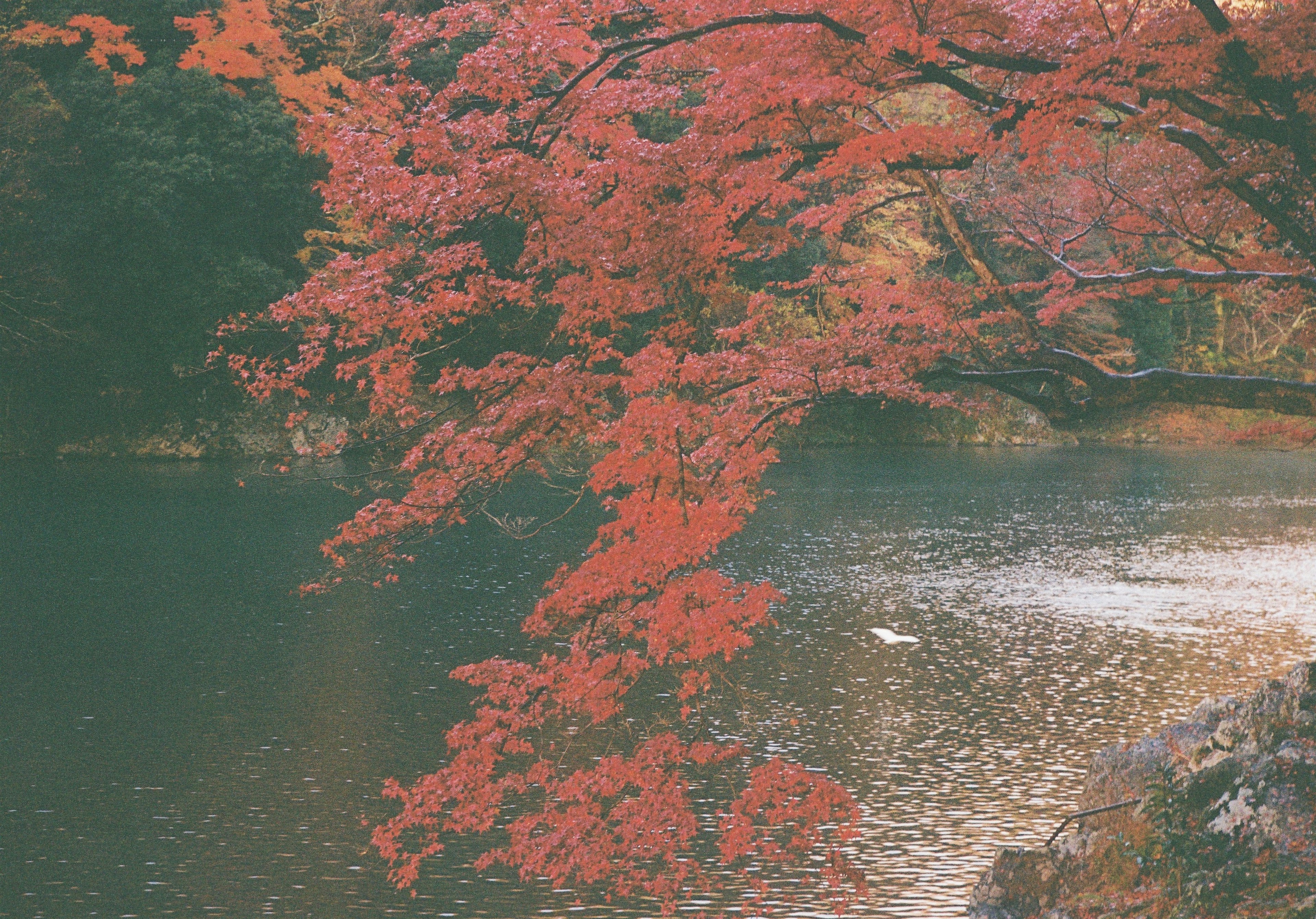 紅葉した木が水面に映る美しい風景