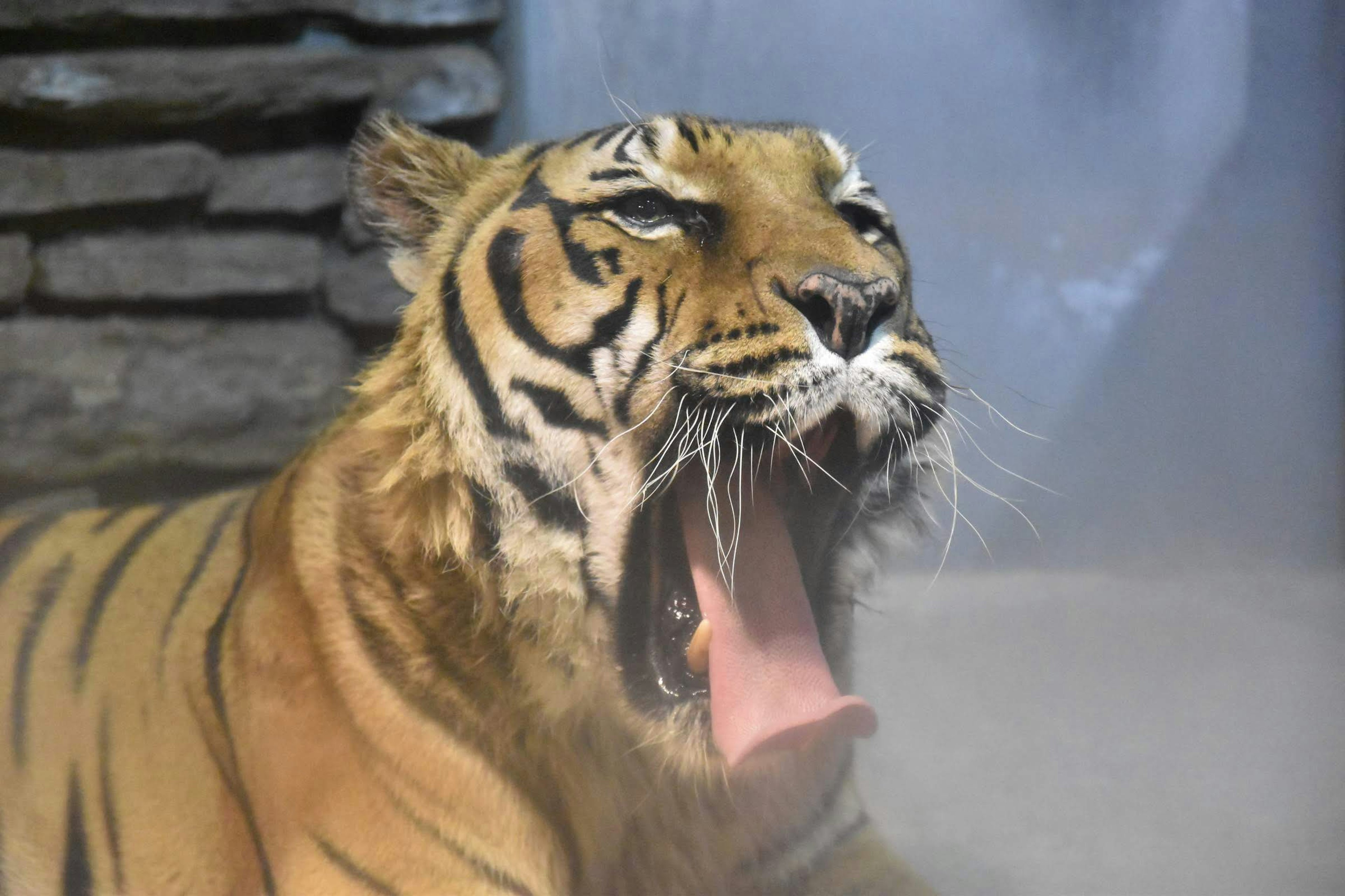 Una tigre che sbadiglia mostrando i denti