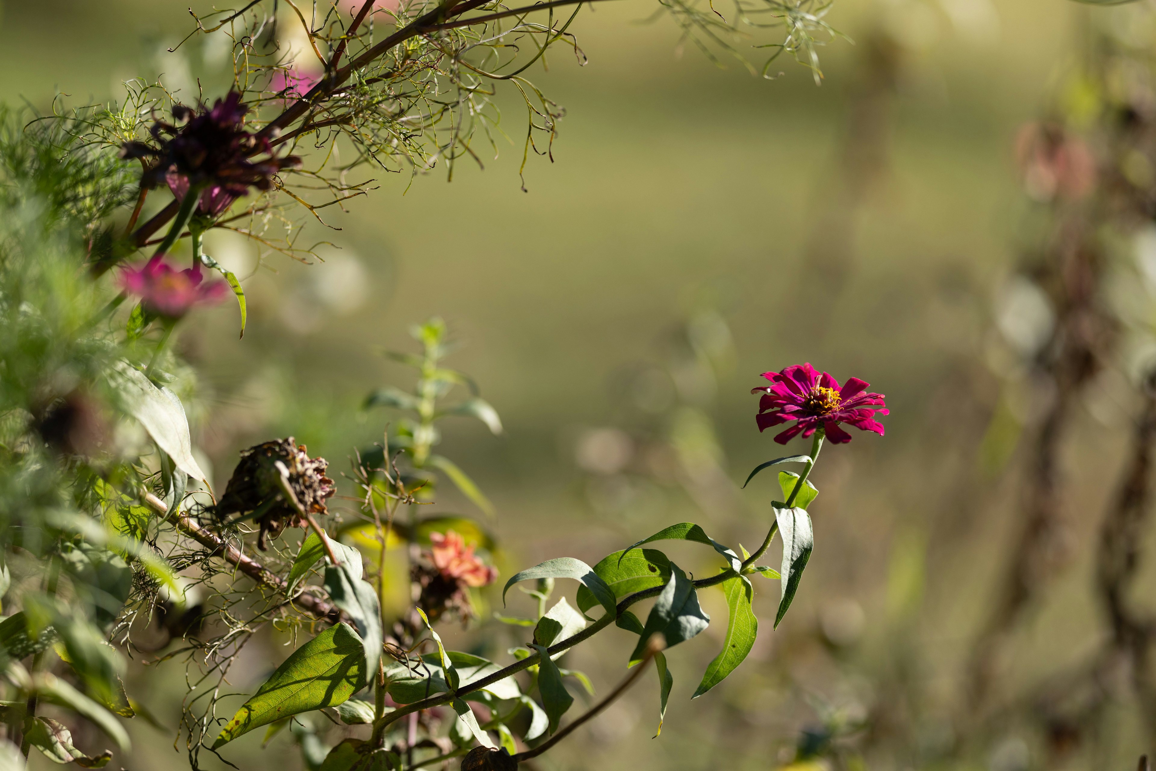 Bunte Blumen blühen in einer natürlichen Umgebung
