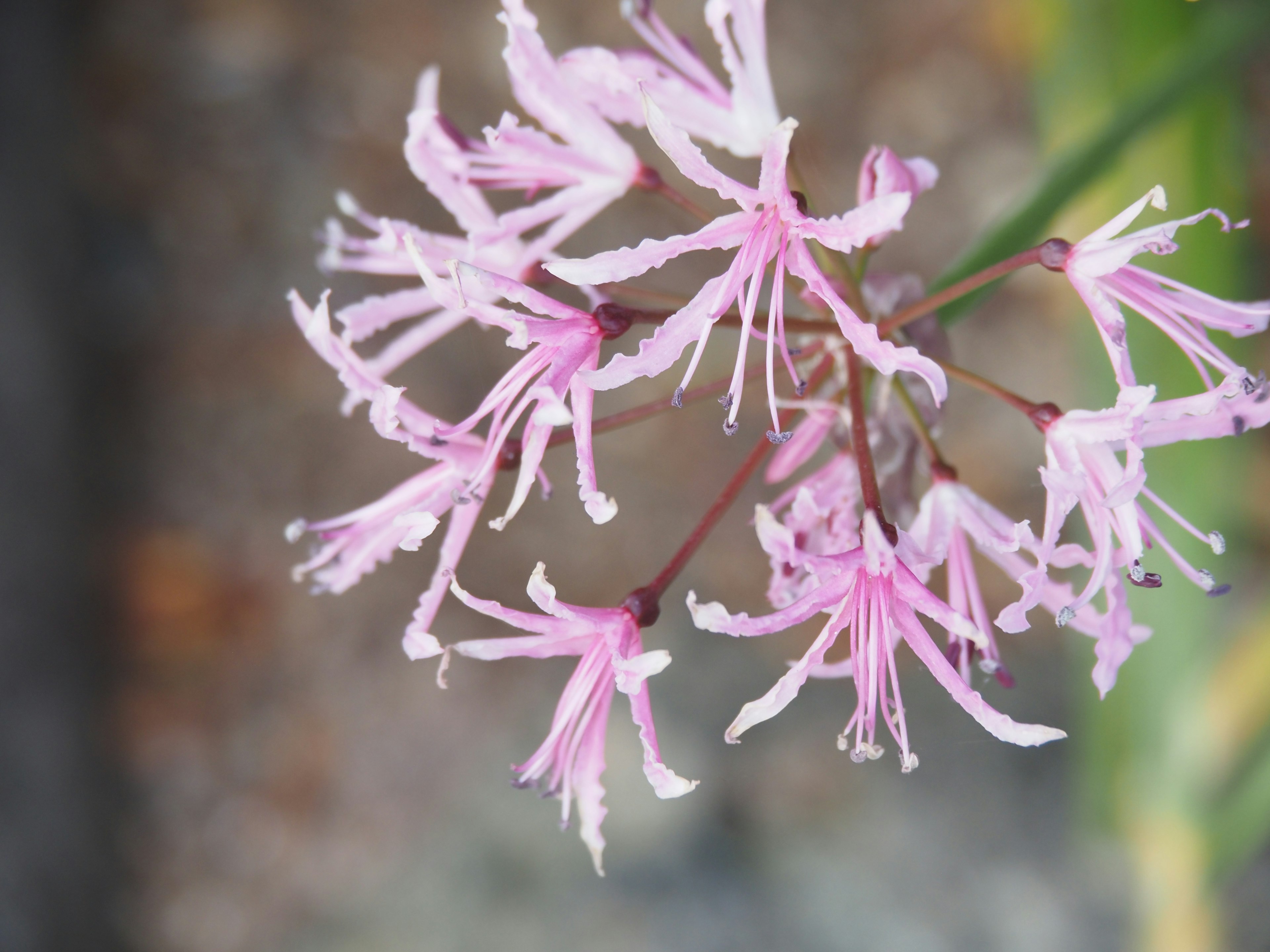 Close-up of a beautiful pink flower with delicate petals