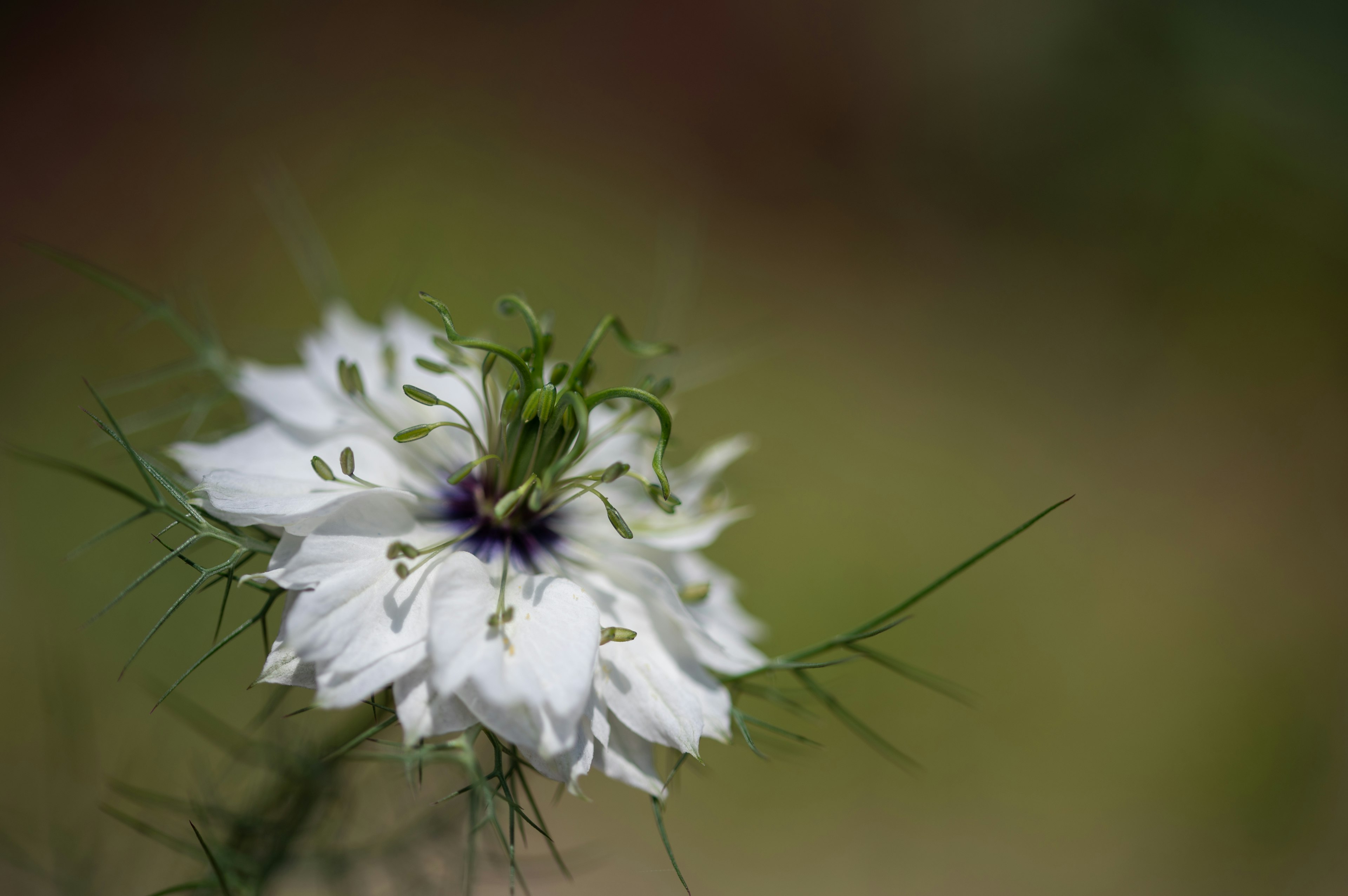 白い花のクローズアップ 緑の背景に黒い中心の花びらが特徴