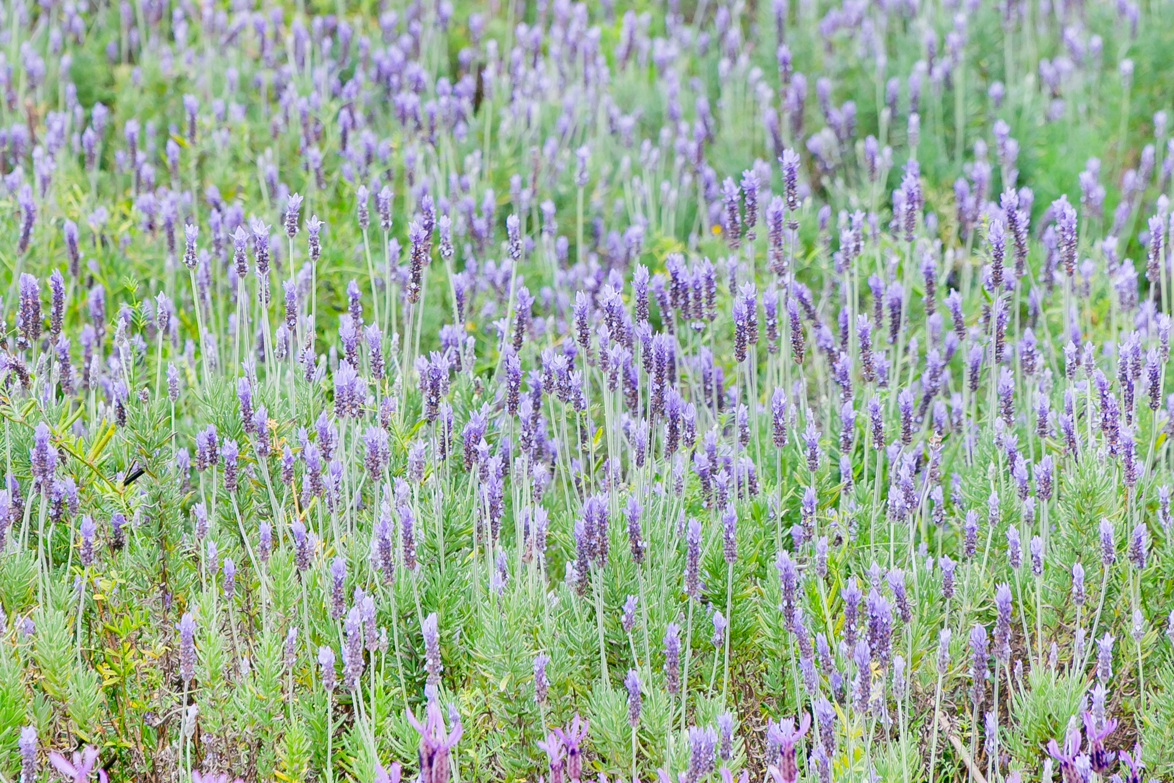 Un champ de fleurs de lavande violettes en pleine floraison