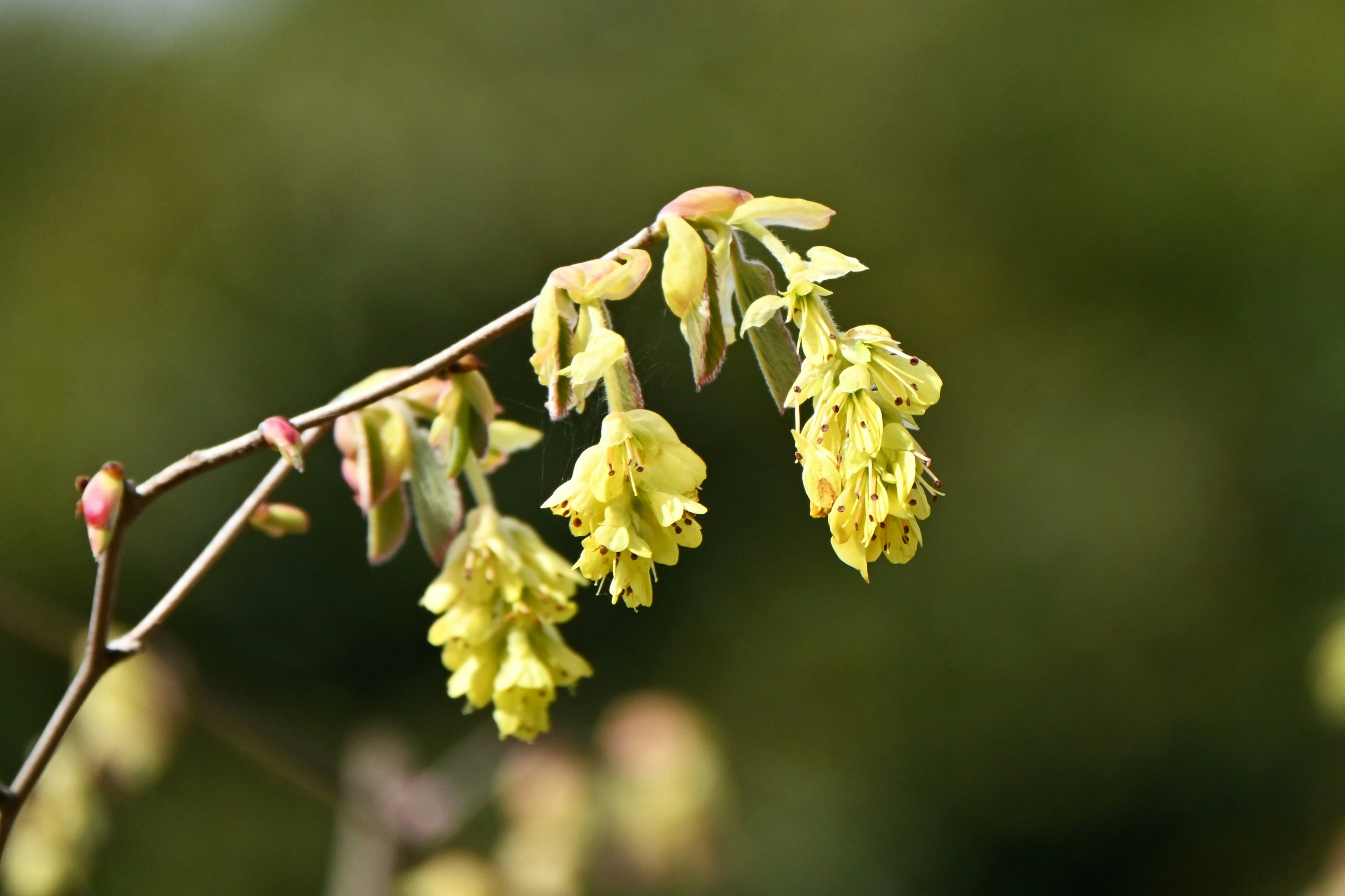 Gros plan sur une branche avec des fleurs jaunes