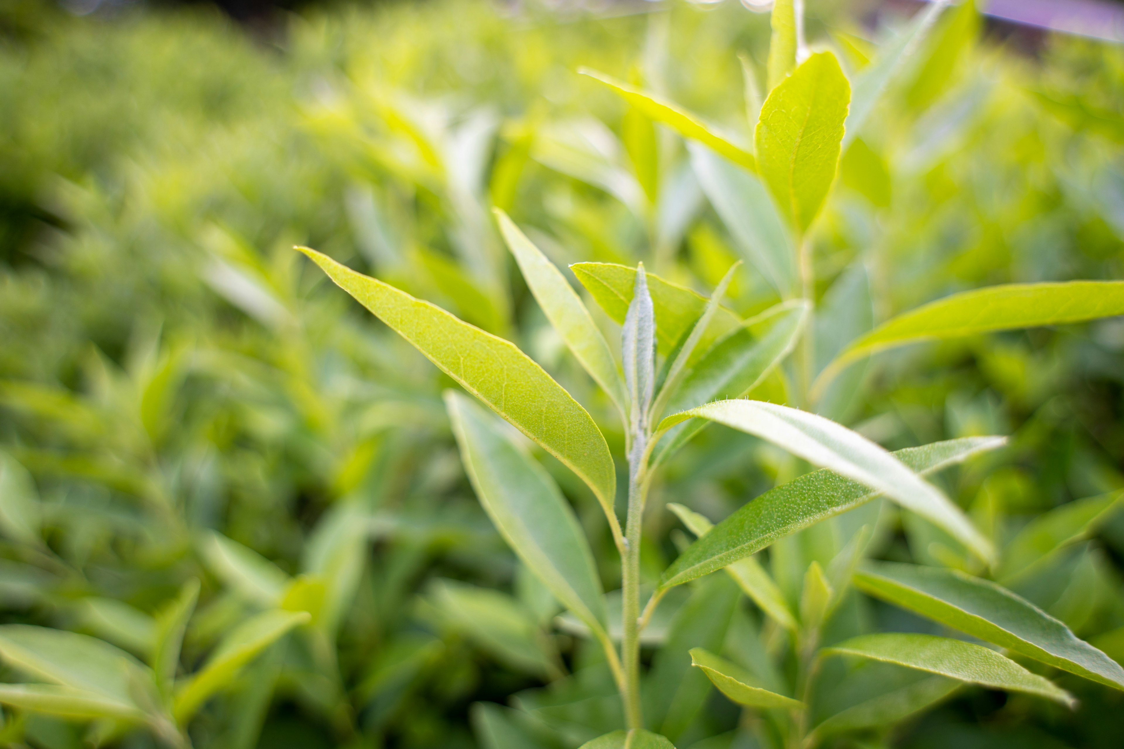 植物郁郁葱葱的绿叶特写照片