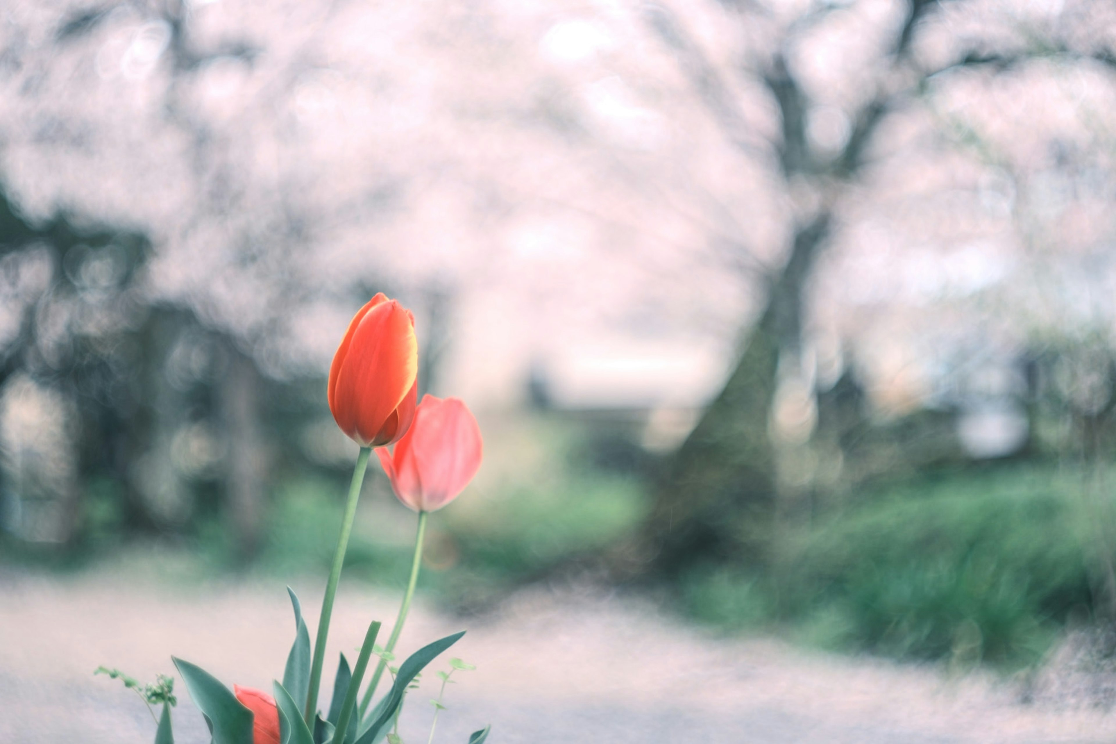 Tulipes rouges au premier plan avec des cerisiers en fleurs flous à l'arrière-plan