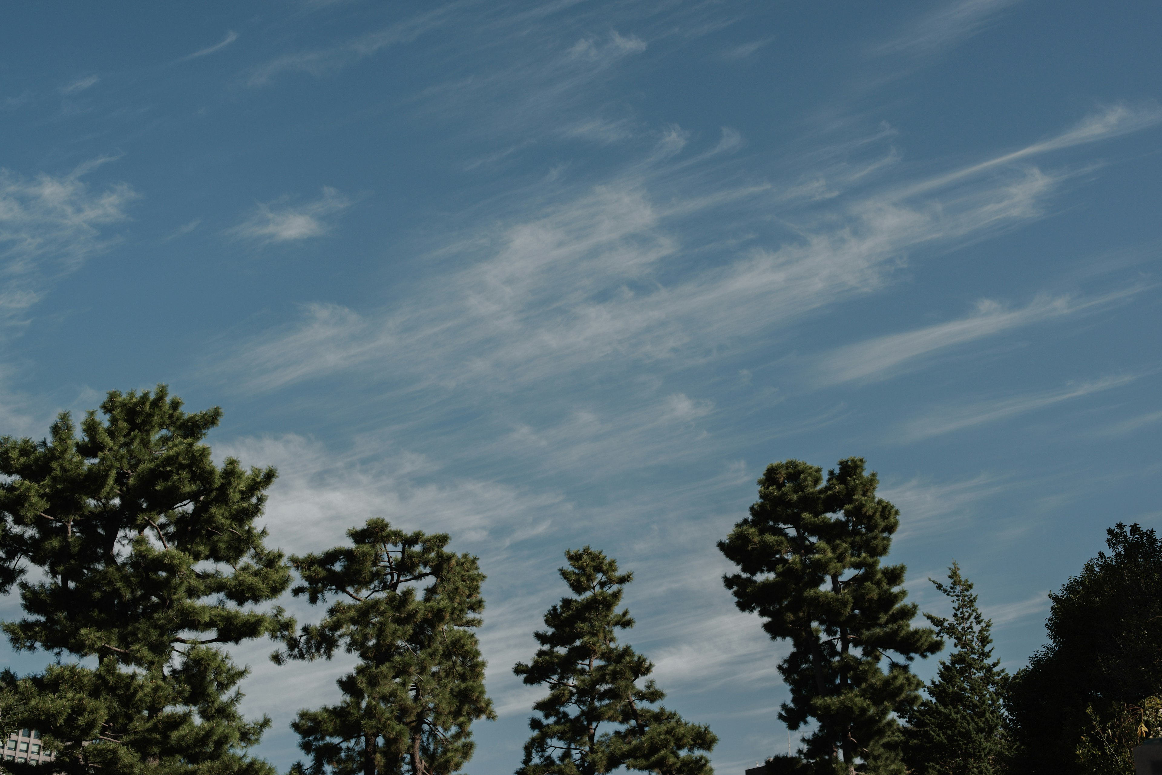 Tall trees under a blue sky with wispy clouds