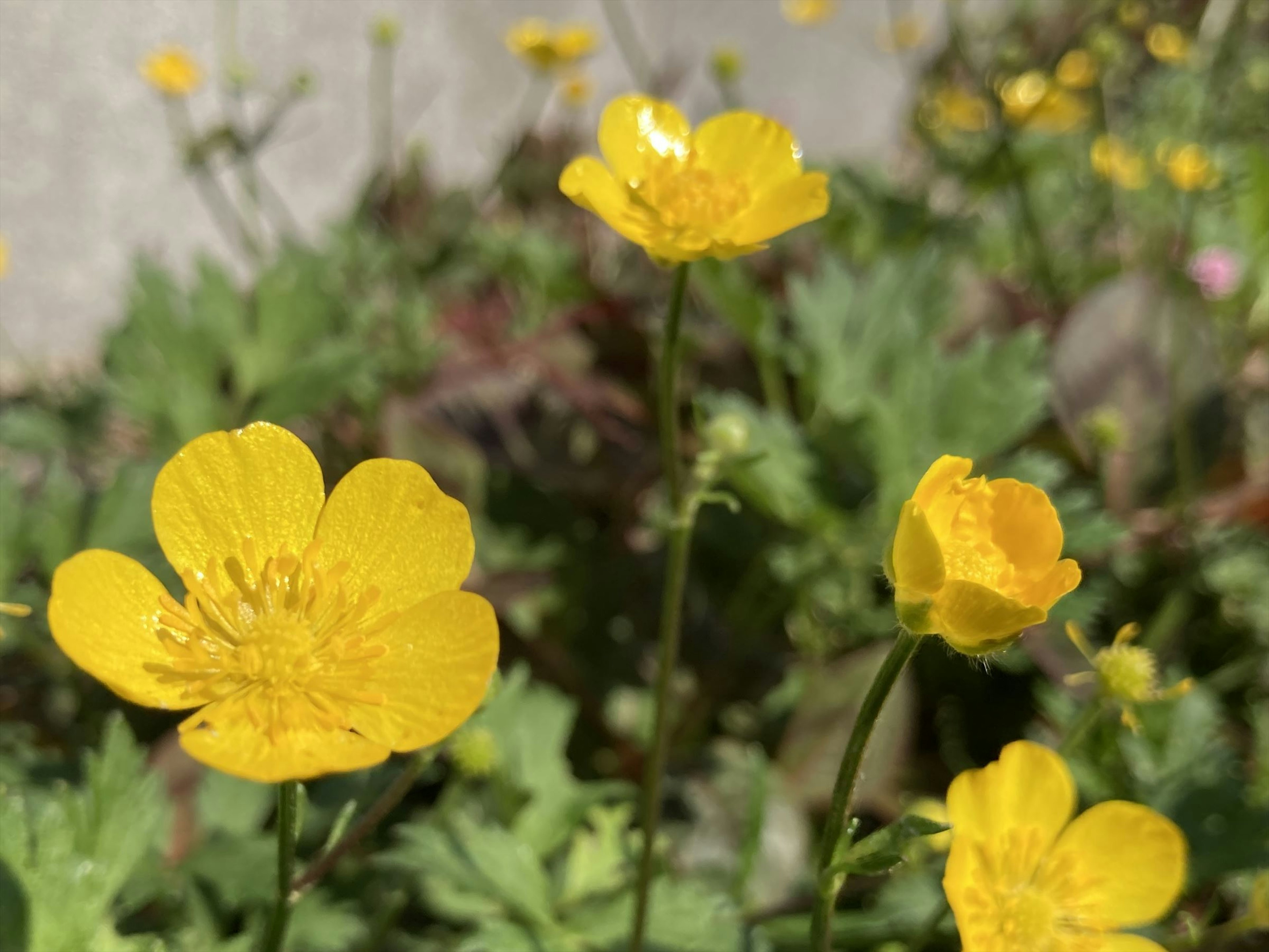 Gros plan sur des fleurs jaunes en fleurs dans une prairie verte