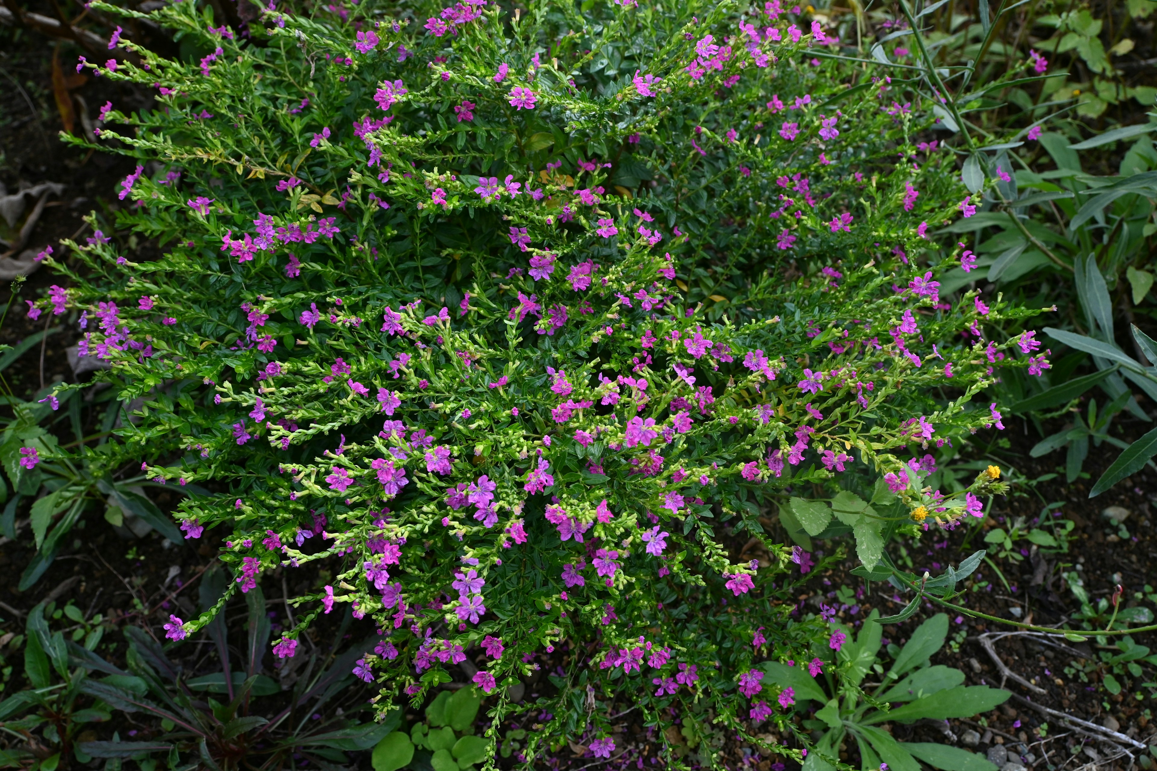 緑の葉に囲まれた小さな紫の花が咲く植物のクローズアップ