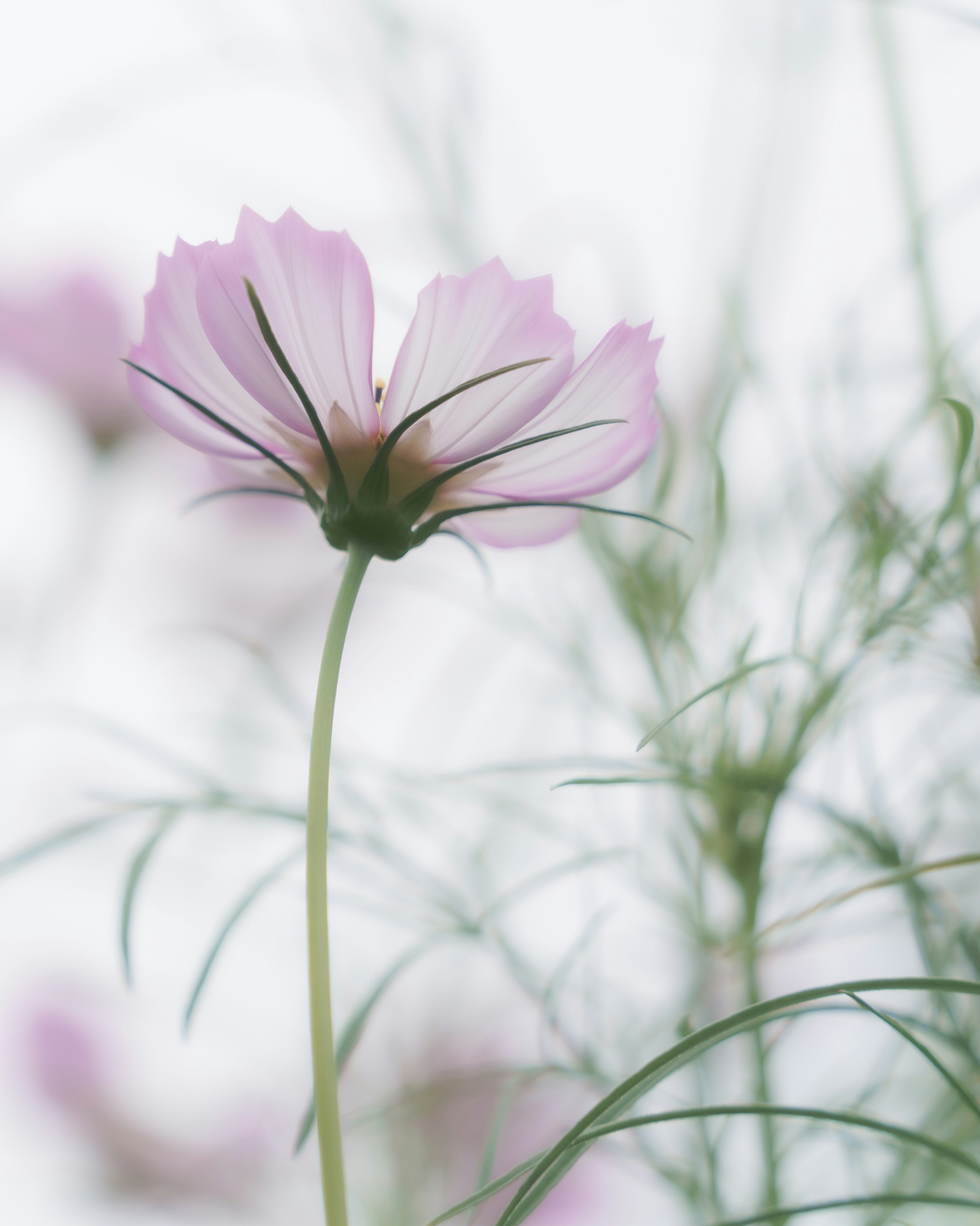 A delicate pink flower rising among green foliage