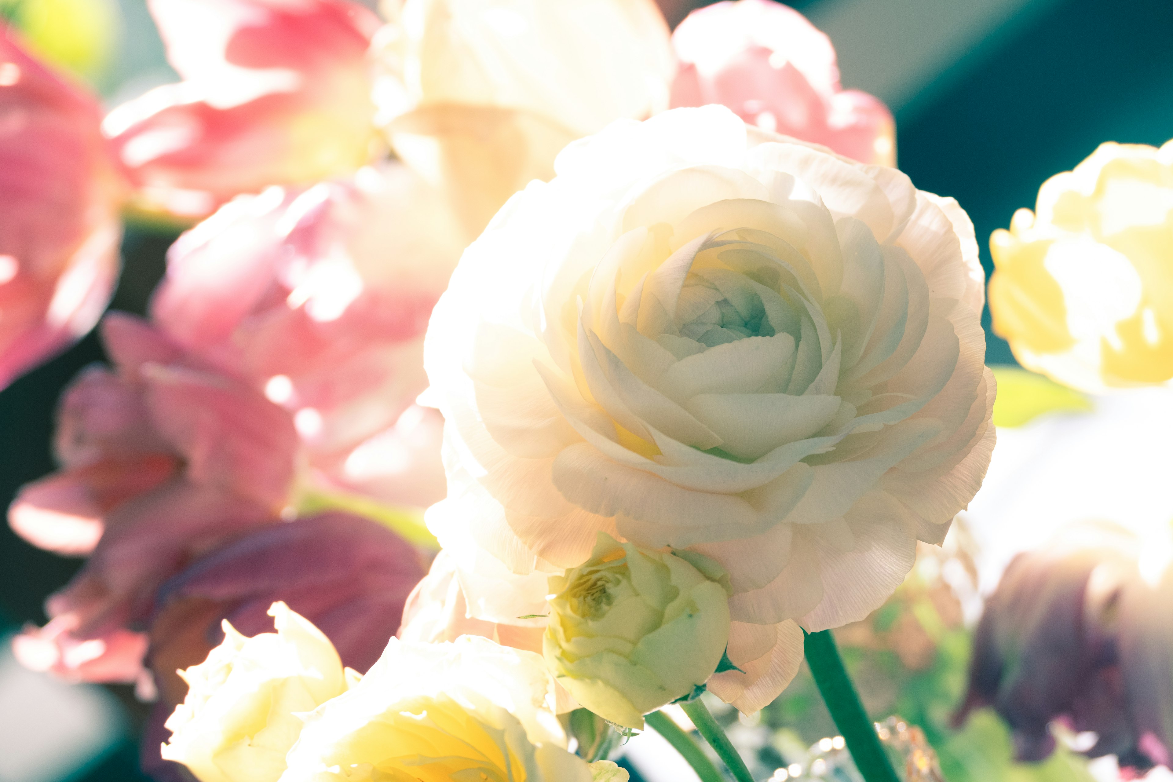 A white ranunculus surrounded by soft pink and yellow flowers with a bright background