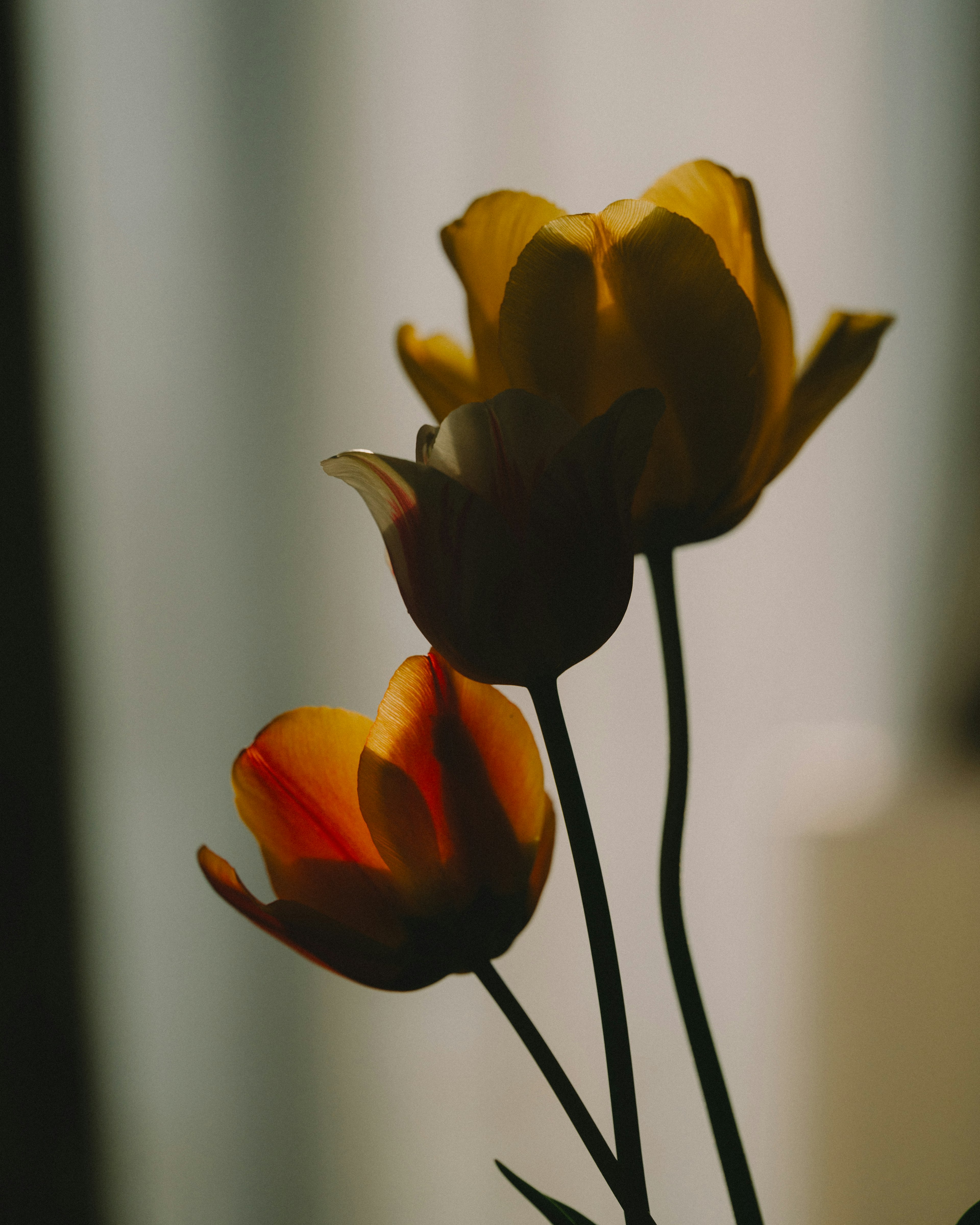 Schatten von gelben und orangefarbenen Tulpenblüten vor einem sanften Hintergrund