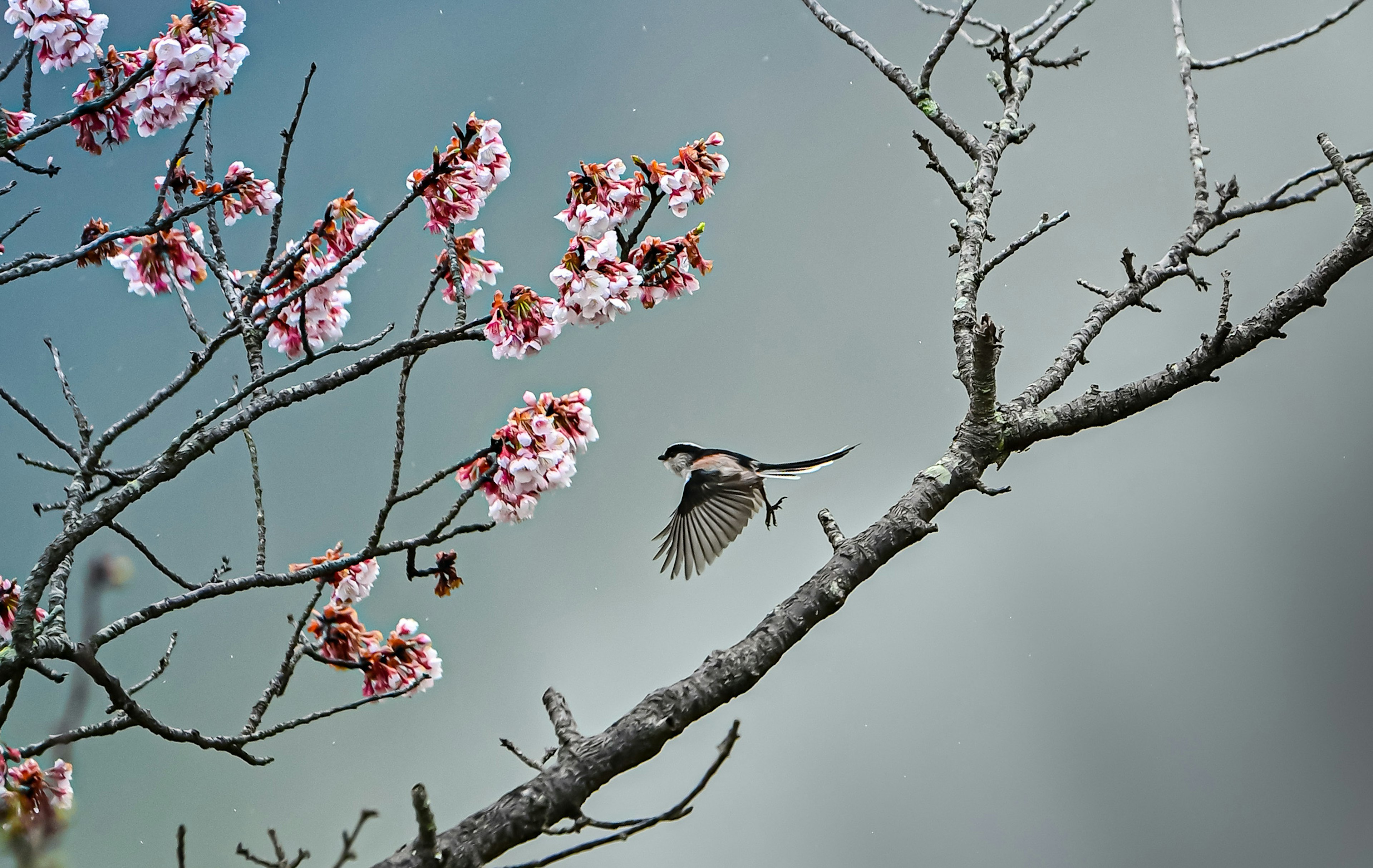 Seekor burung bertengger di cabang bunga sakura dengan bunga pink