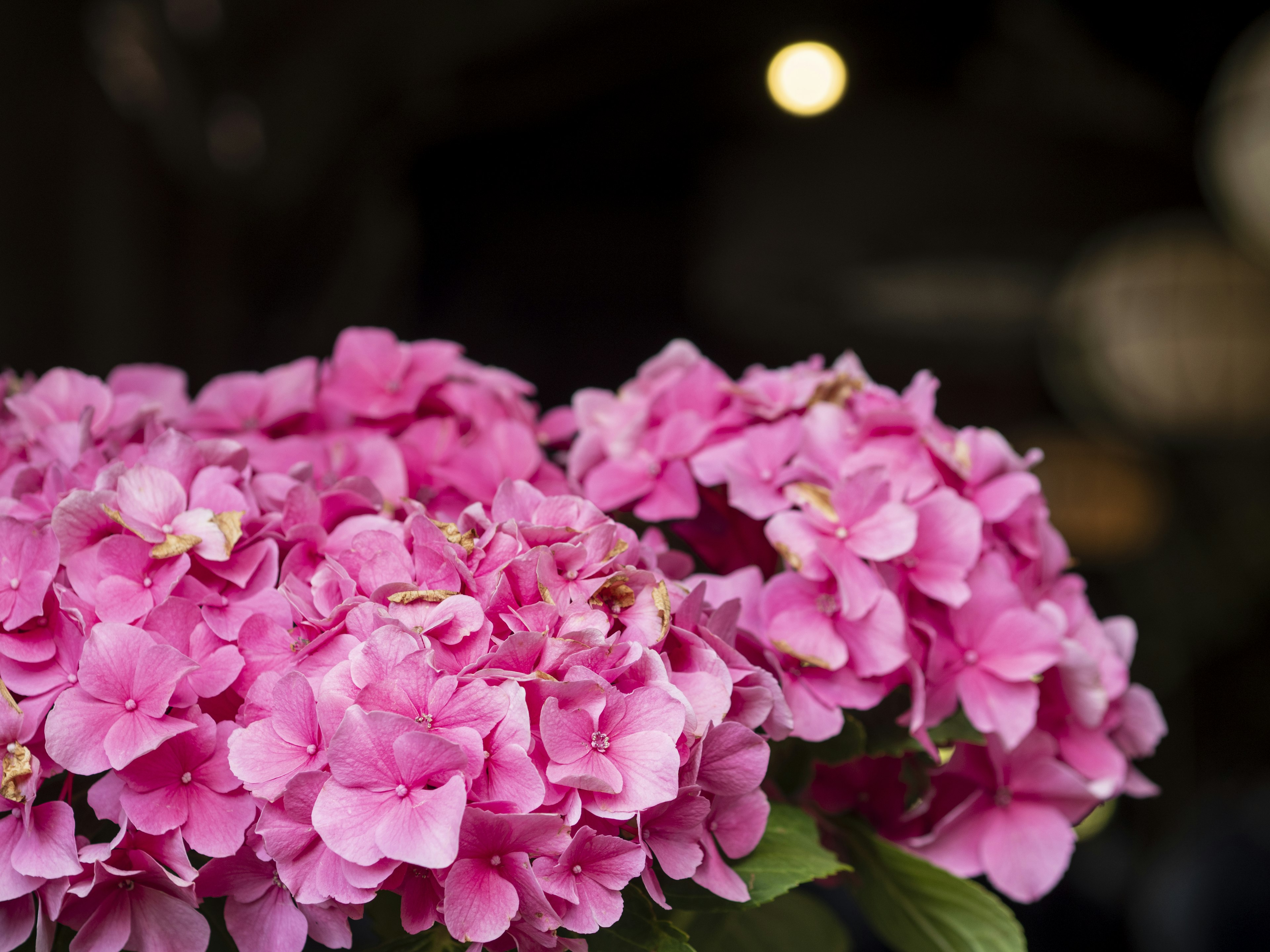 鮮やかなピンクの花がいっぱいのアジサイのクローズアップ