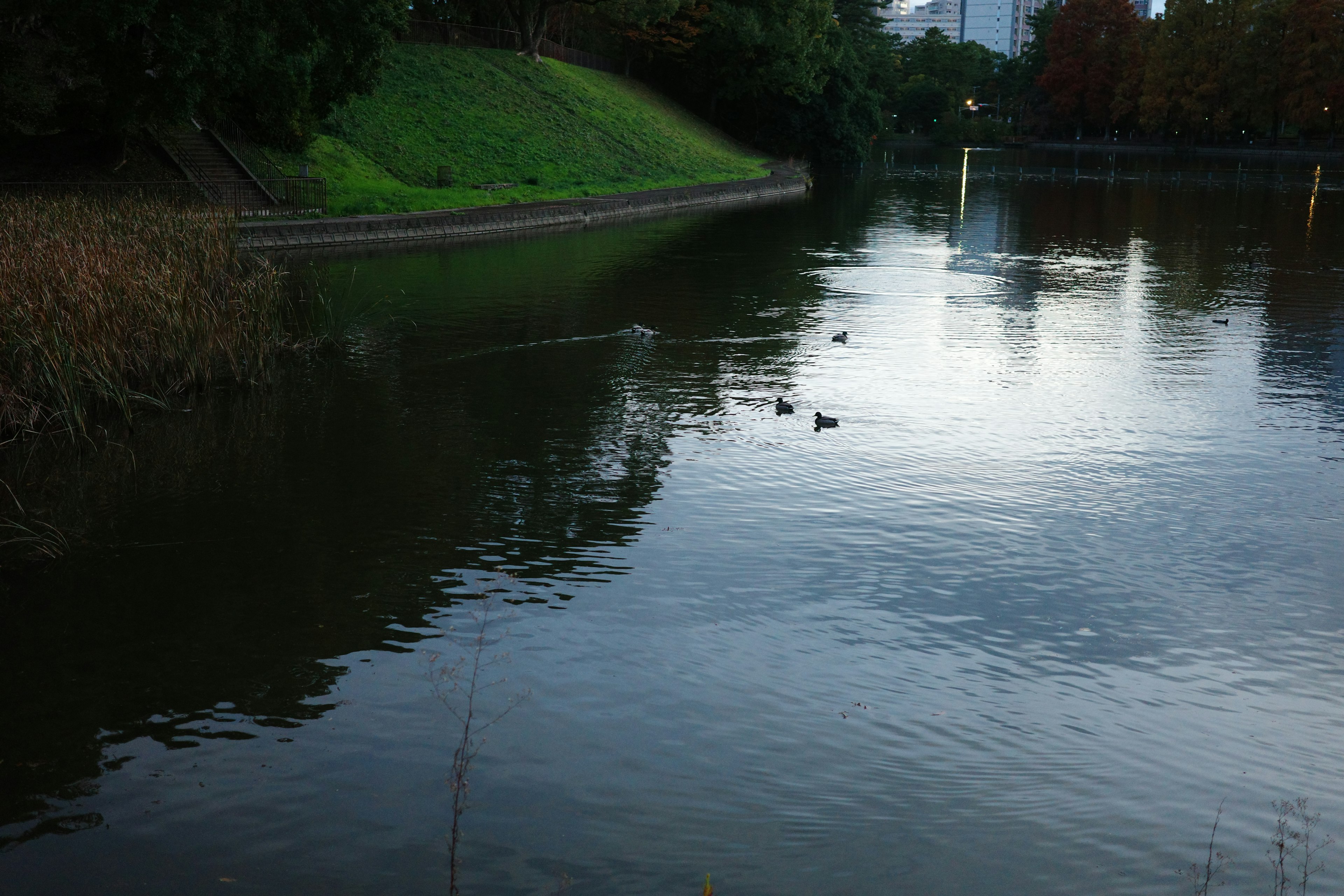 静かな公園の池に浮かぶカモたちと緑の斜面