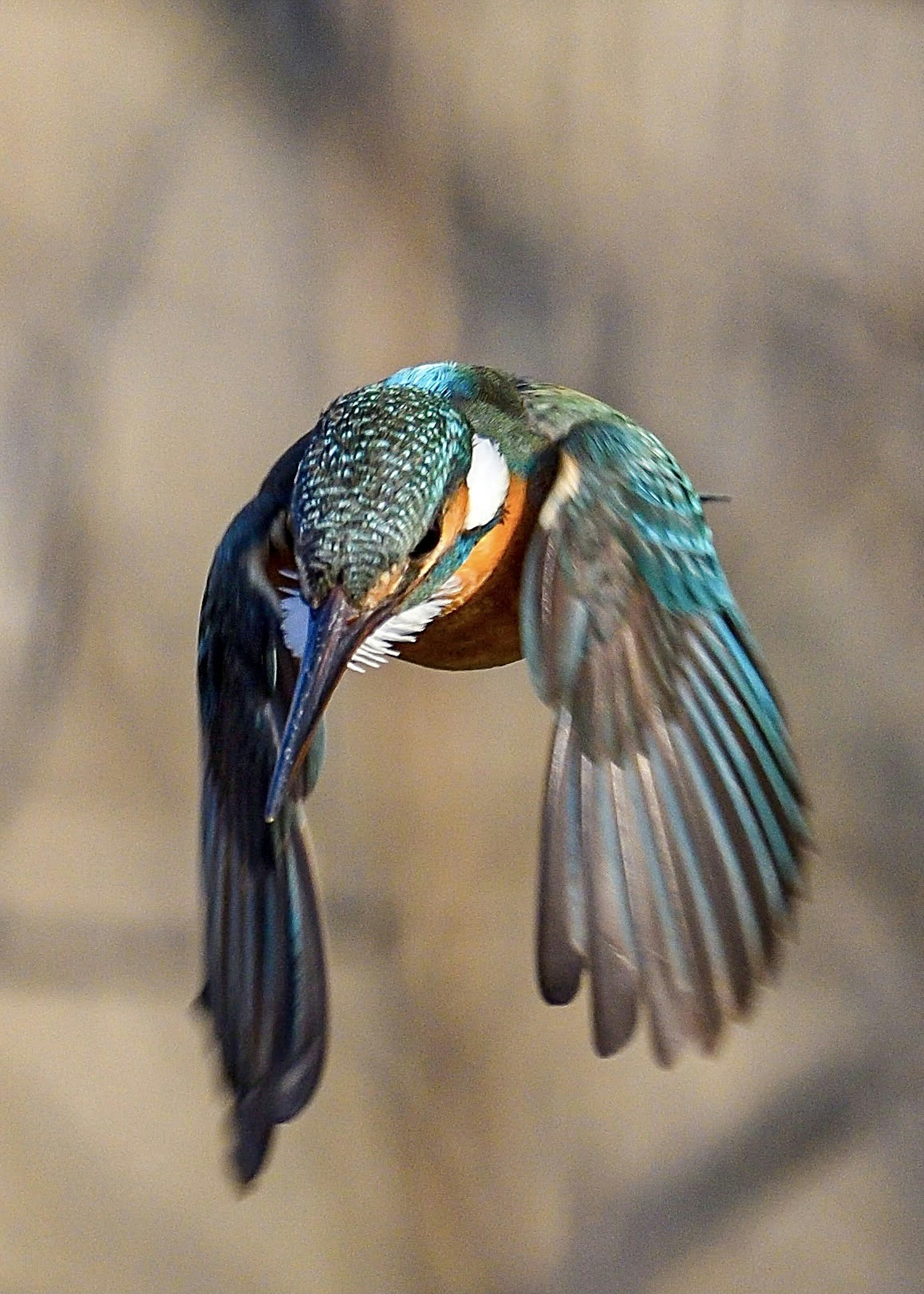 青い羽を持つカワセミが空中で飛翔している