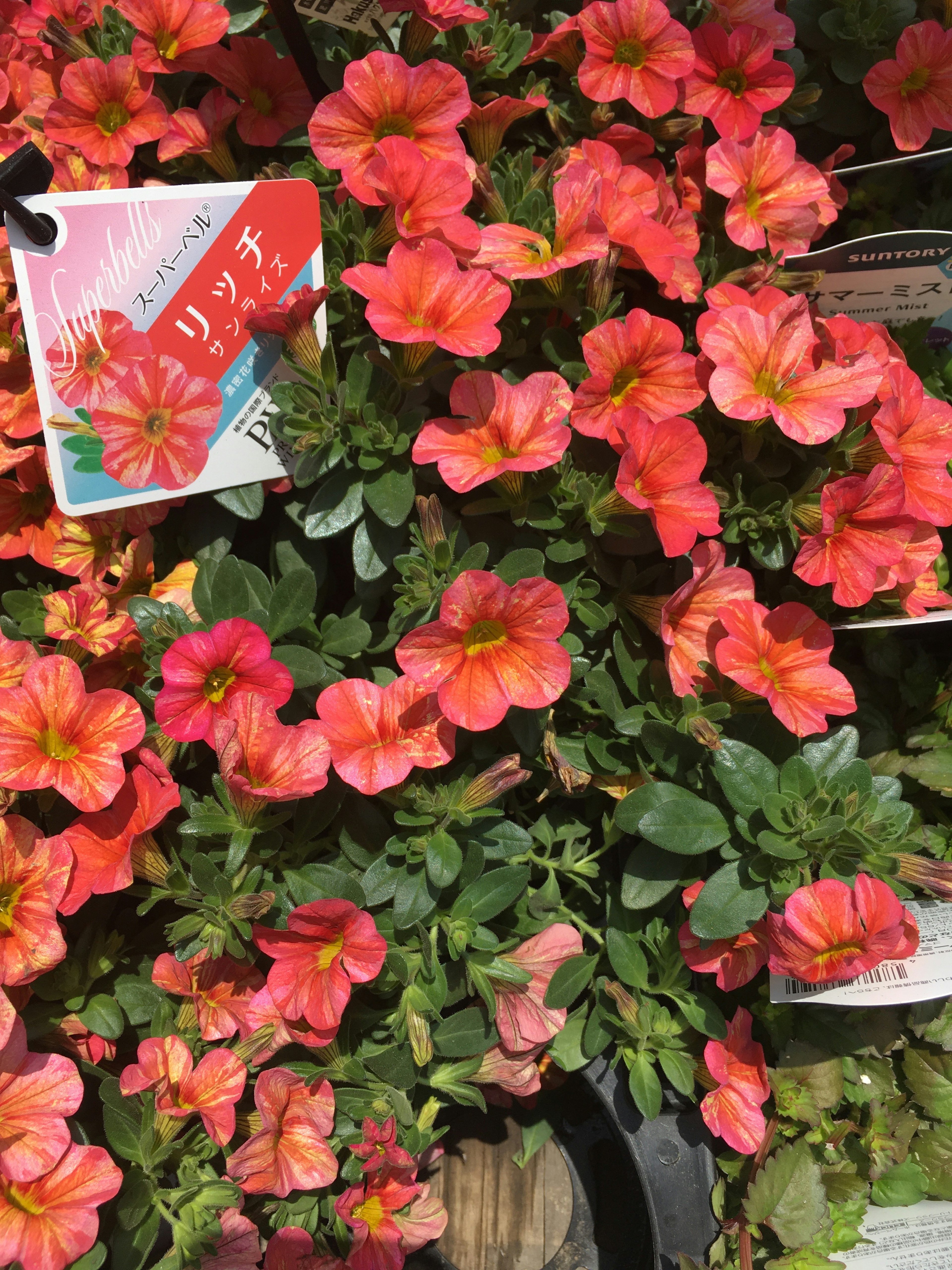 A vibrant display of orange petunia flowers with a plant tag