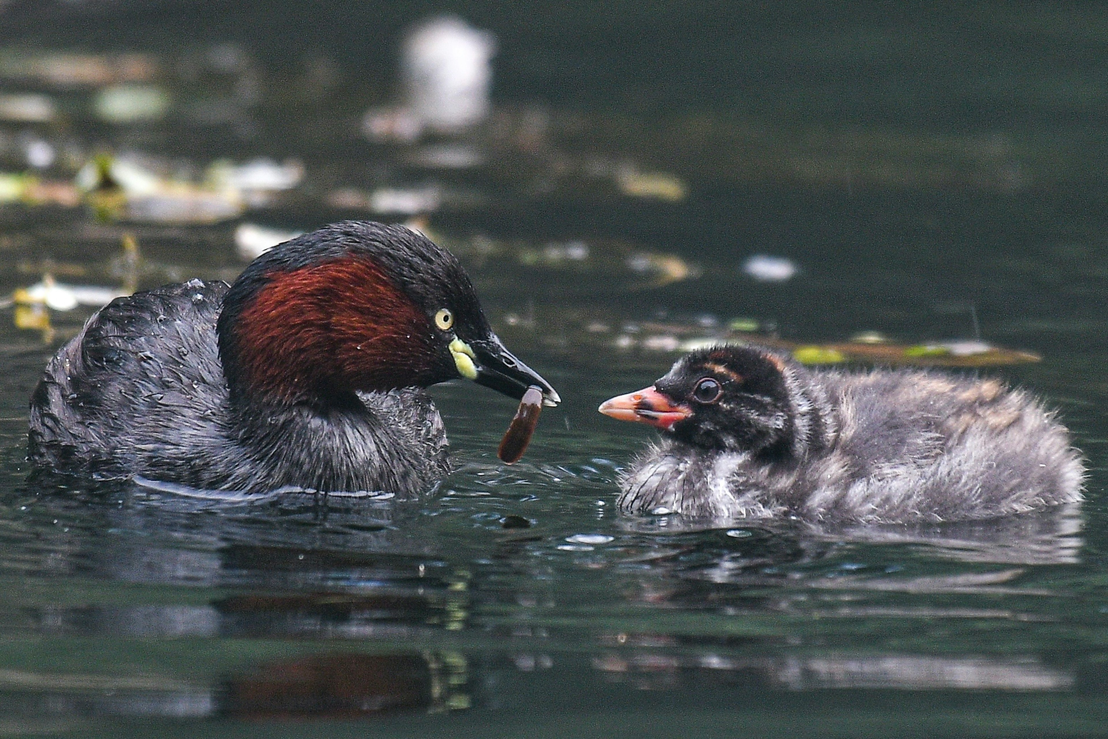 A parent bird feeding its chick in a tranquil water setting