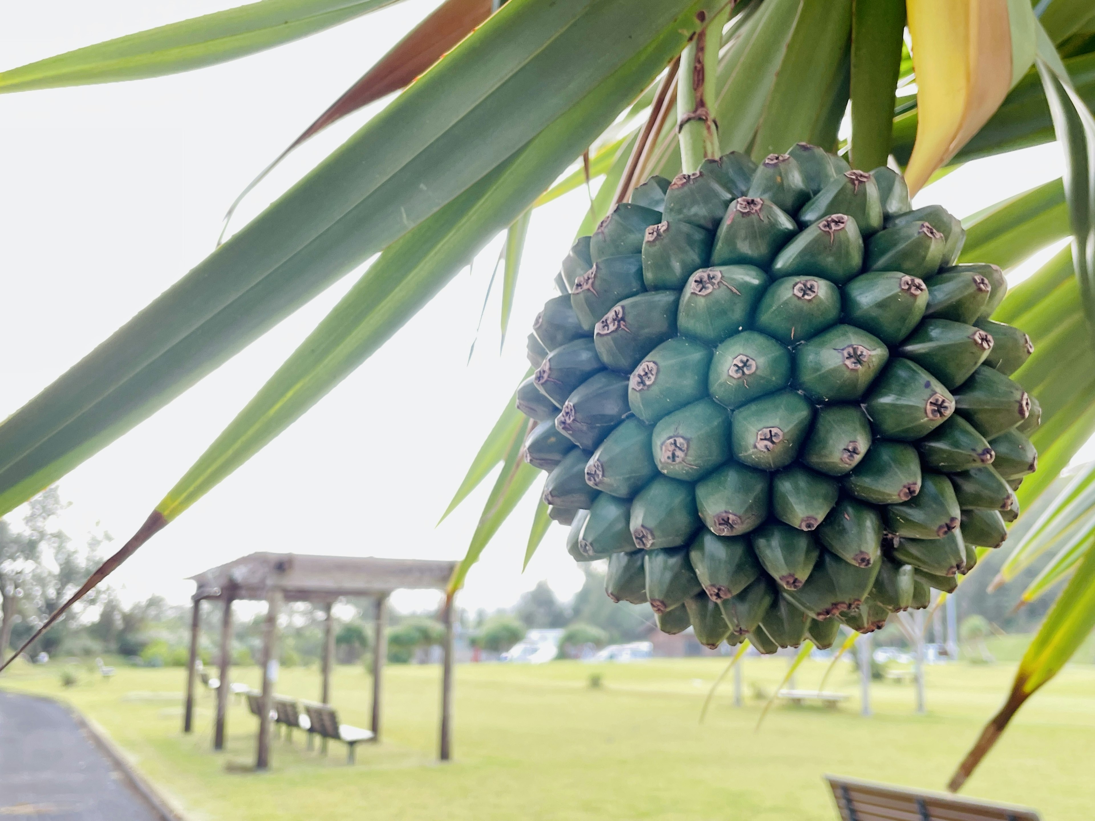 Unique spherical fruit hanging among eucalyptus leaves