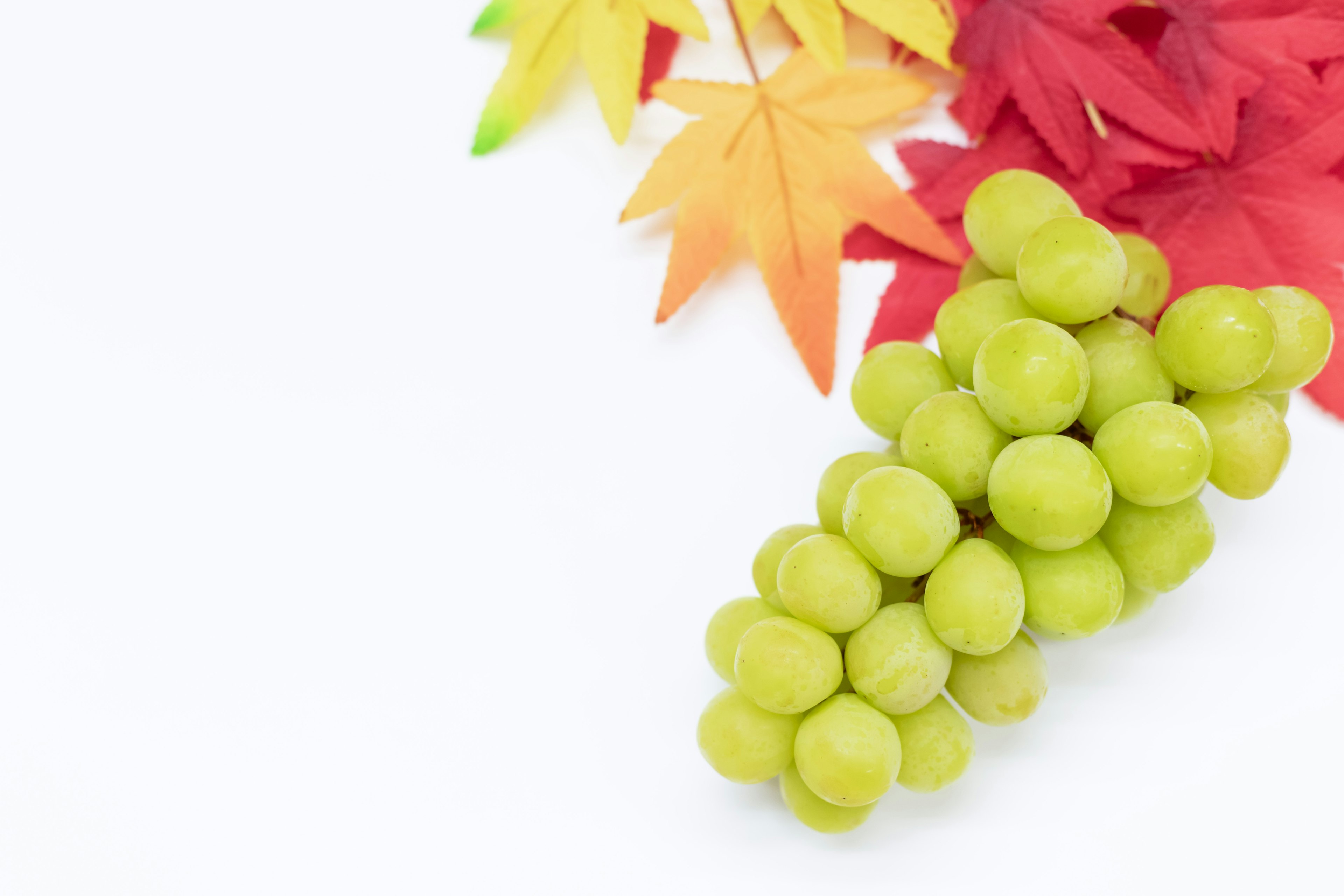 Green grapes with vibrant red and orange leaves