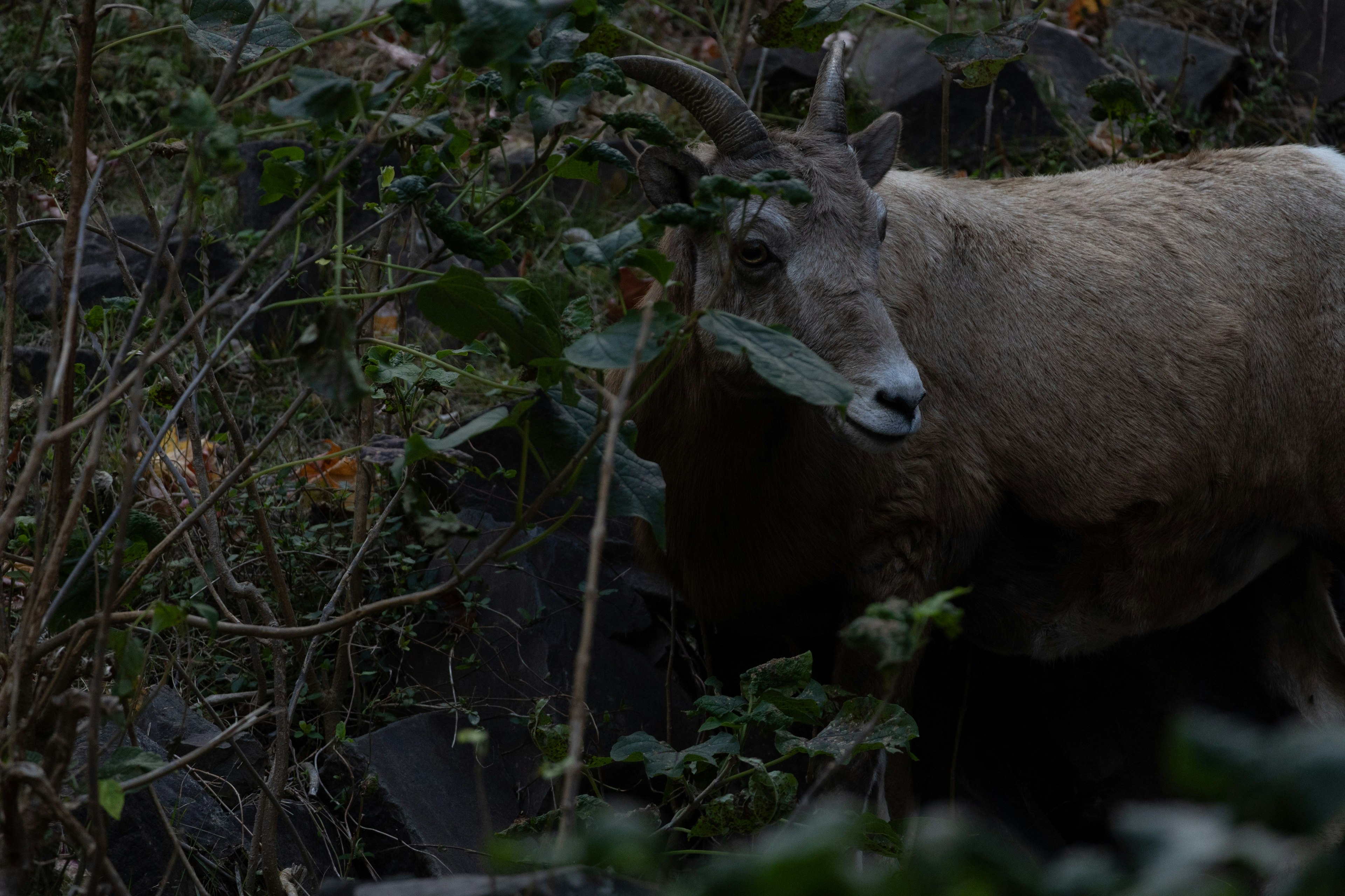 A mountain goat grazing in a dark forest