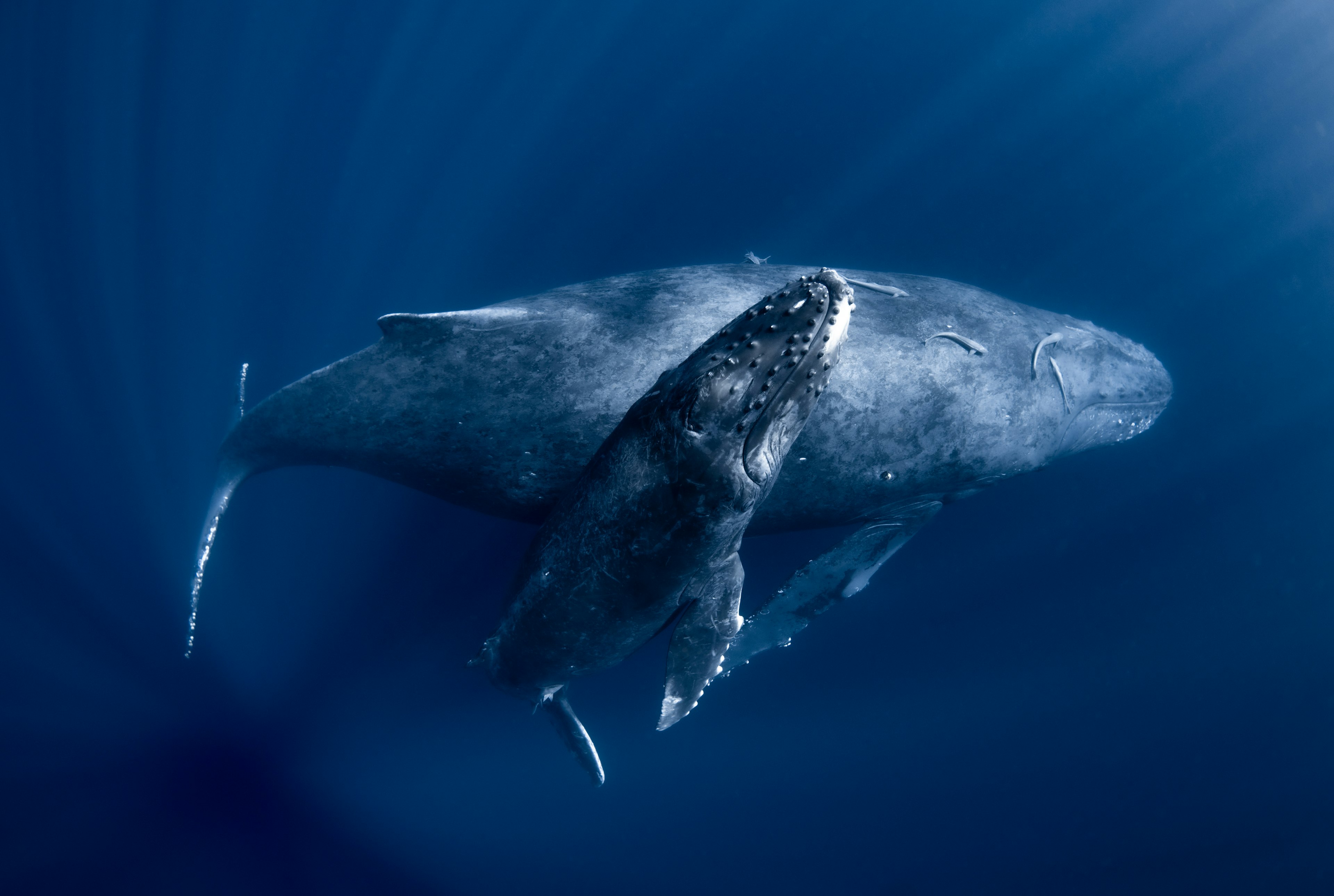 Madre balena megattera che nuota con il suo cucciolo nell'oceano blu profondo