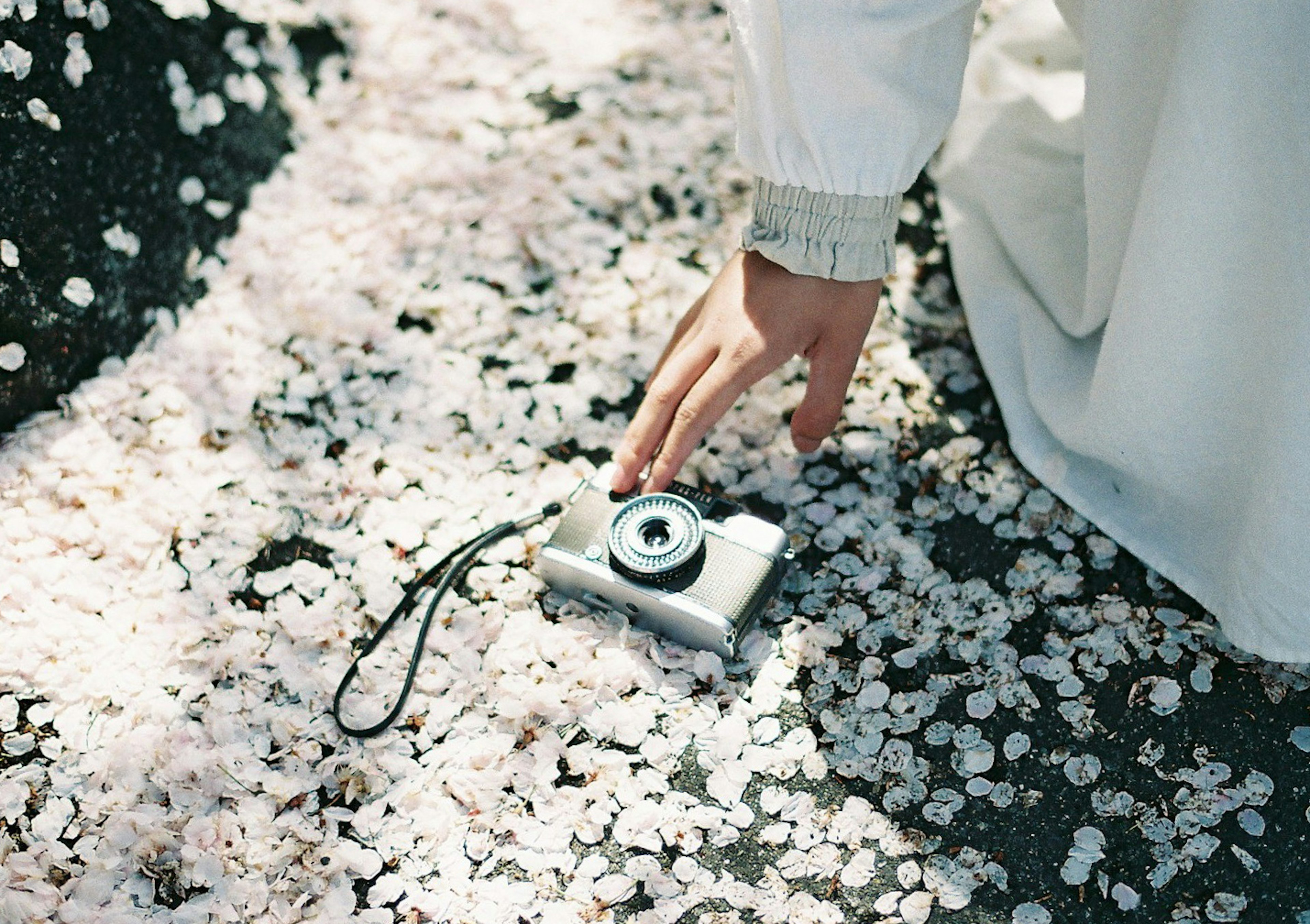 Camera resting on cherry blossom petals with a hand reaching for it