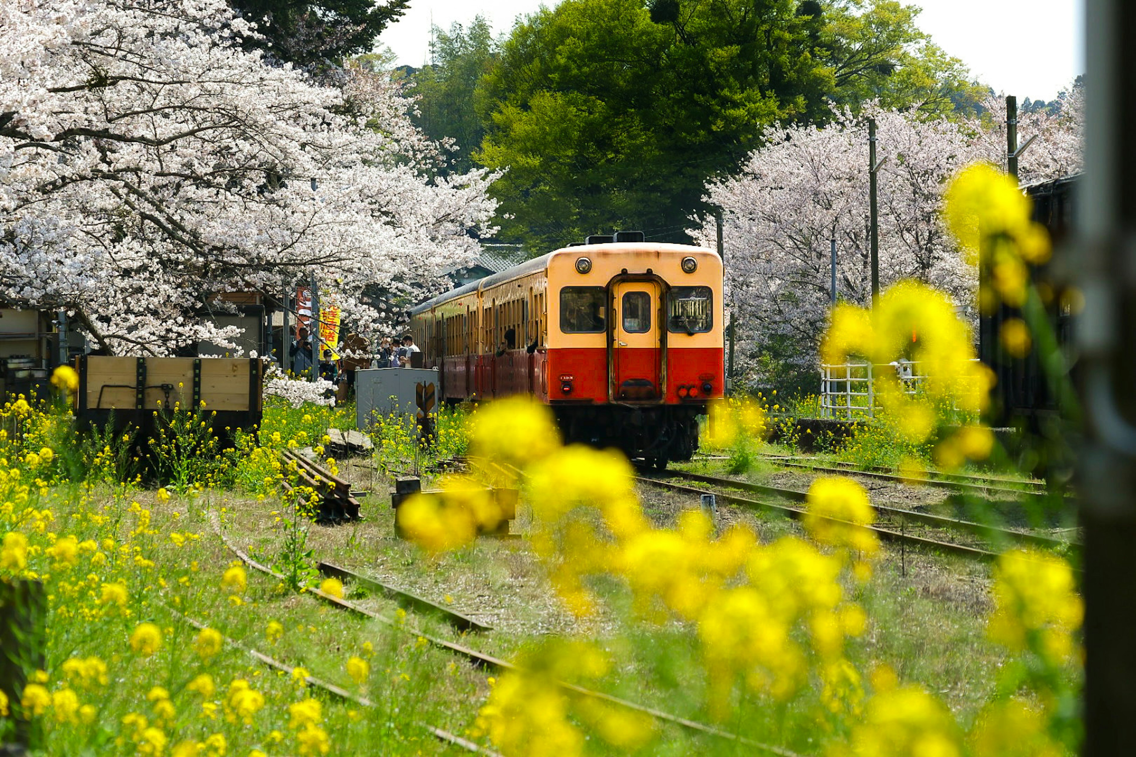 Un treno vintage circondato da alberi di ciliegio e fiori di colza