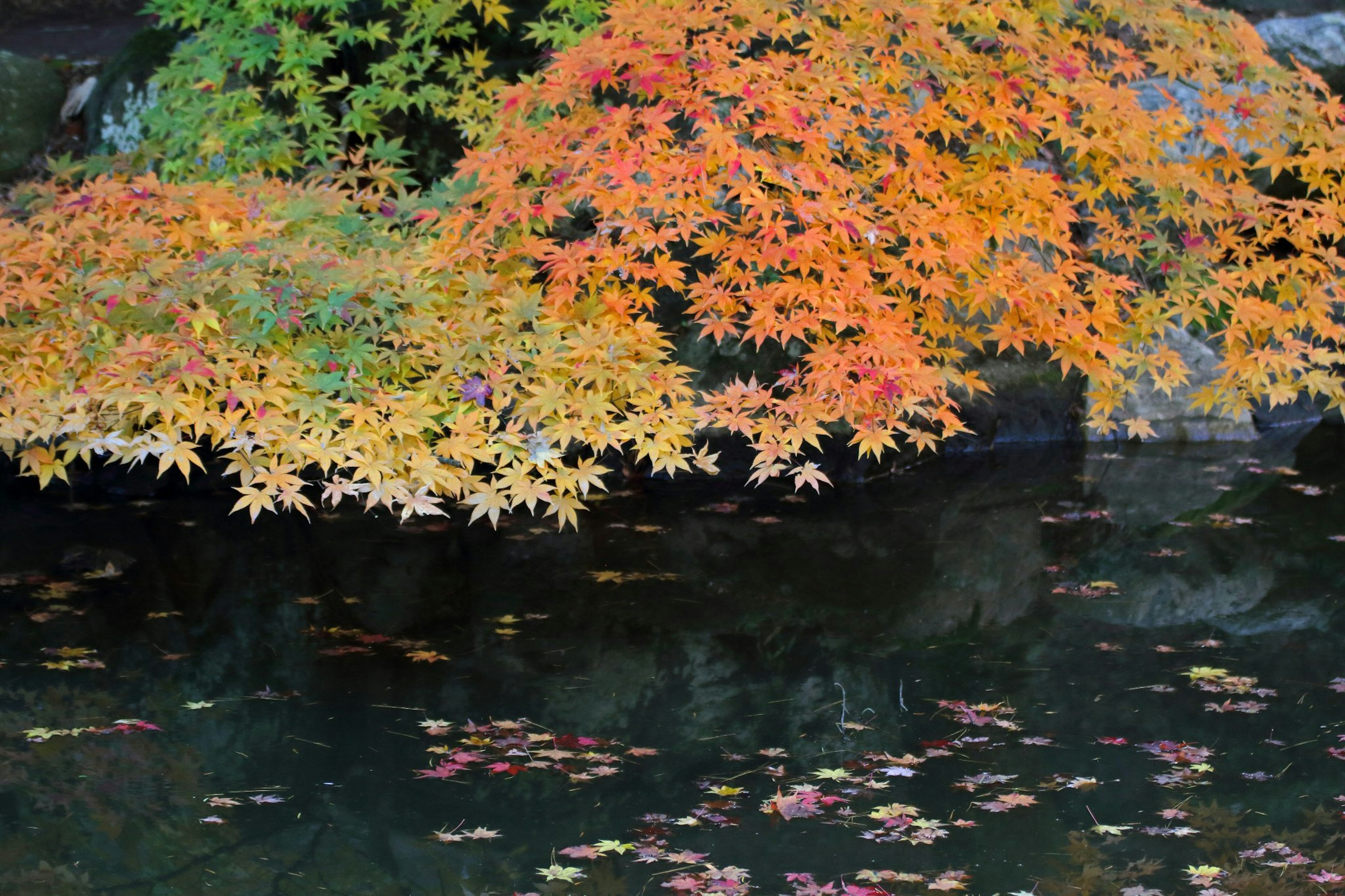 Ahornblätter in lebhaften Herbstfarben auf dem Wasser reflektiert