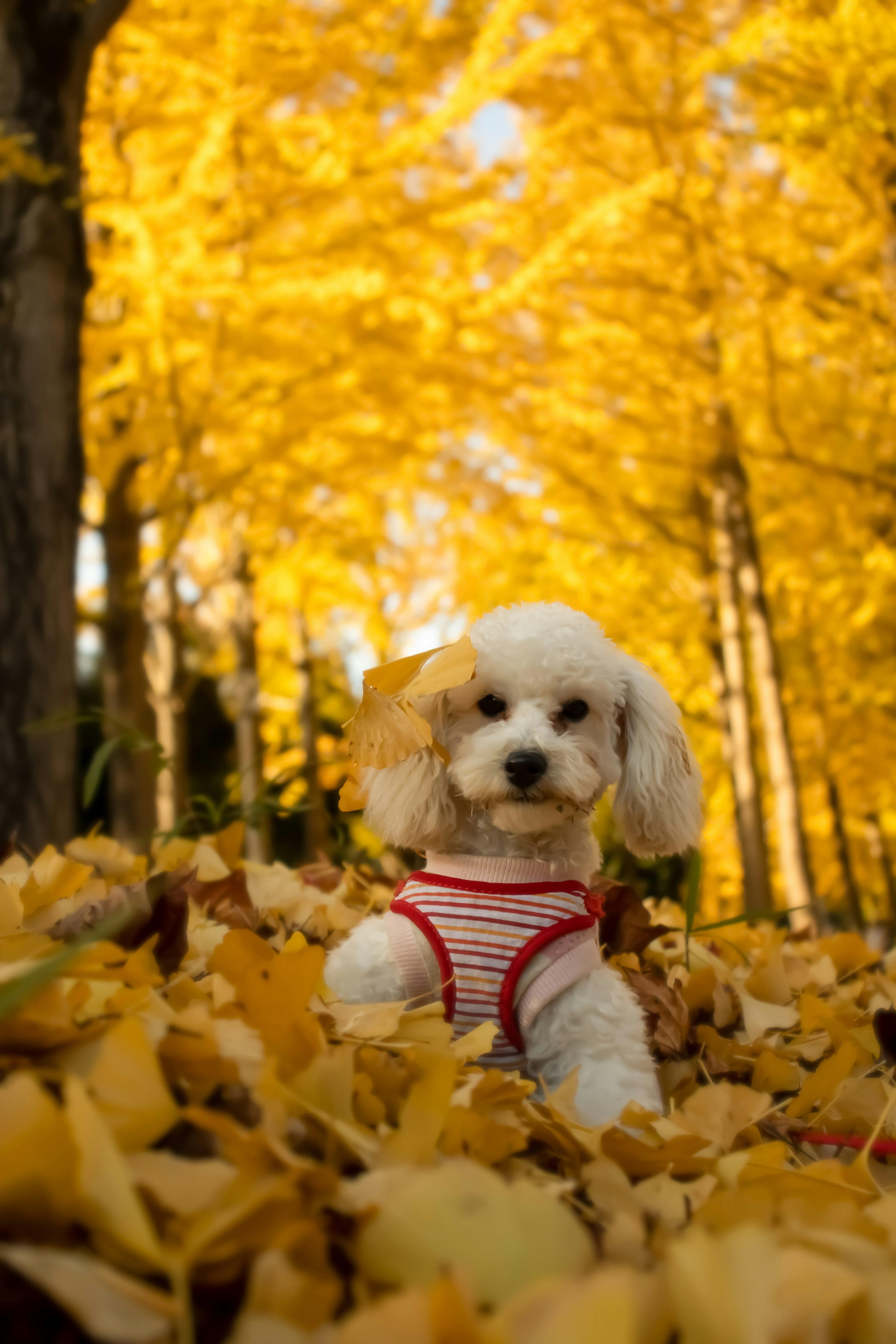 A white dog sitting among yellow leaves in an autumn forest