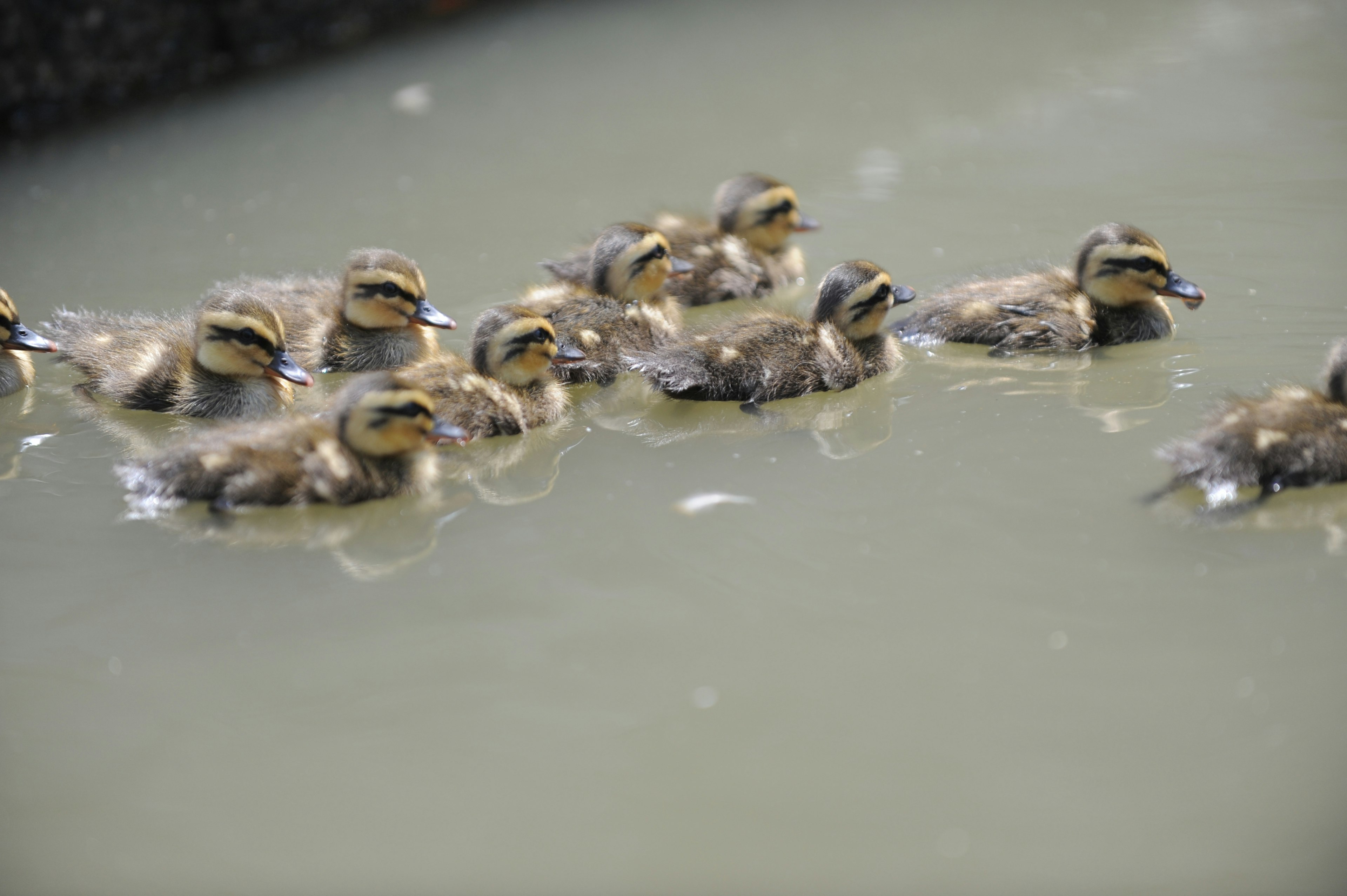 Sekelompok anak bebek berenang di permukaan air