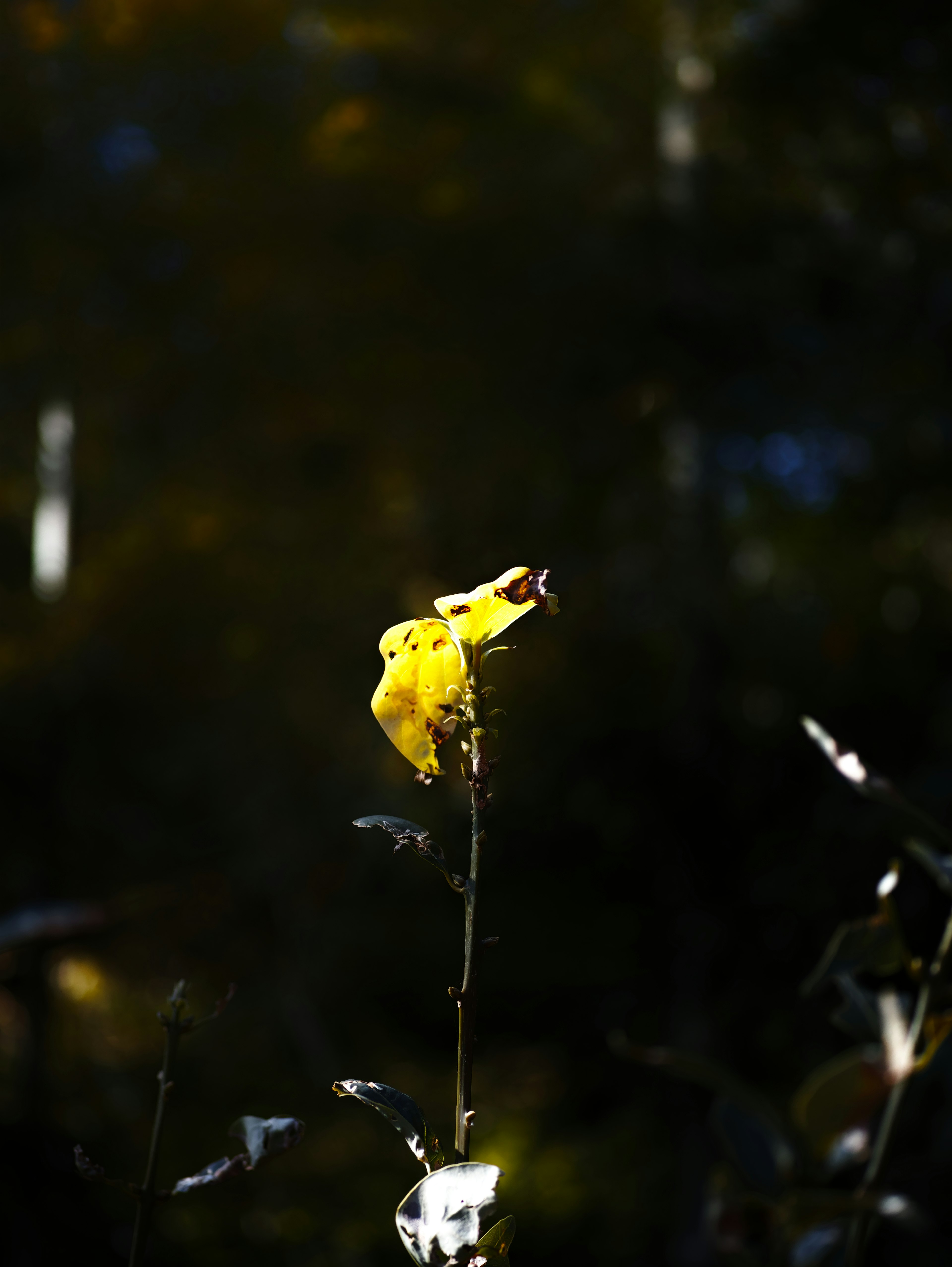 A yellow flower stem against a dark background