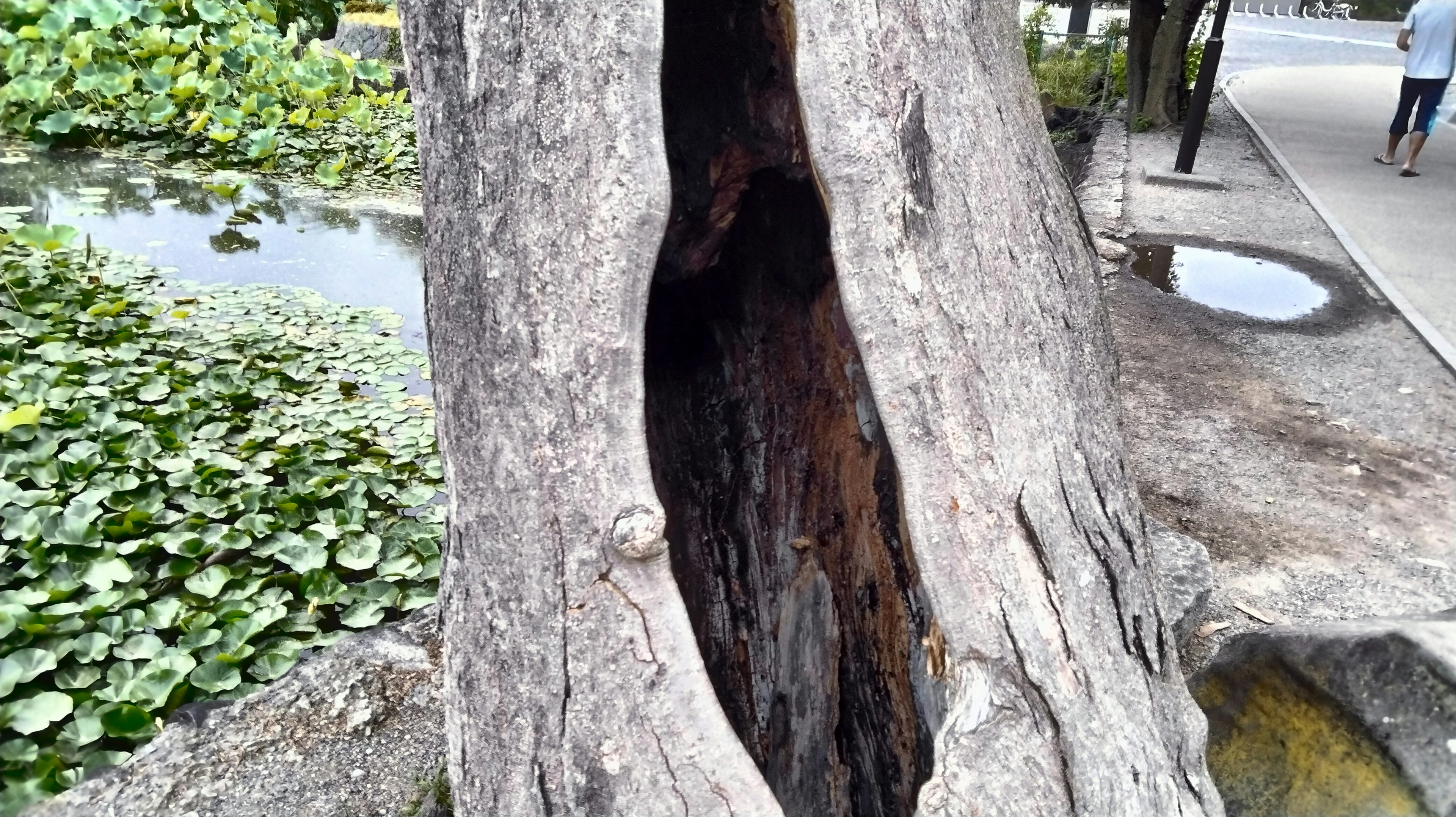 大きな木の幹に開いた割れ目と周囲の池の水草