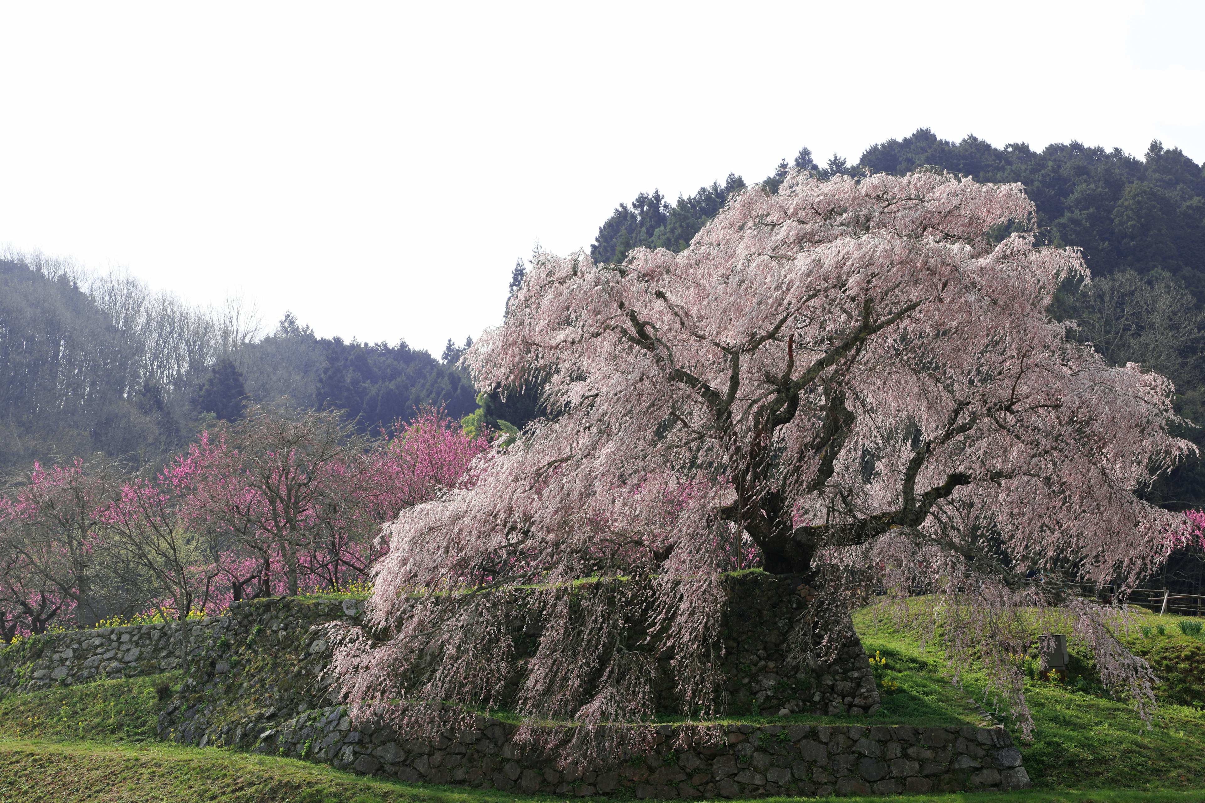 Árbol de cerezo en flor con colinas verdes y montañas al fondo