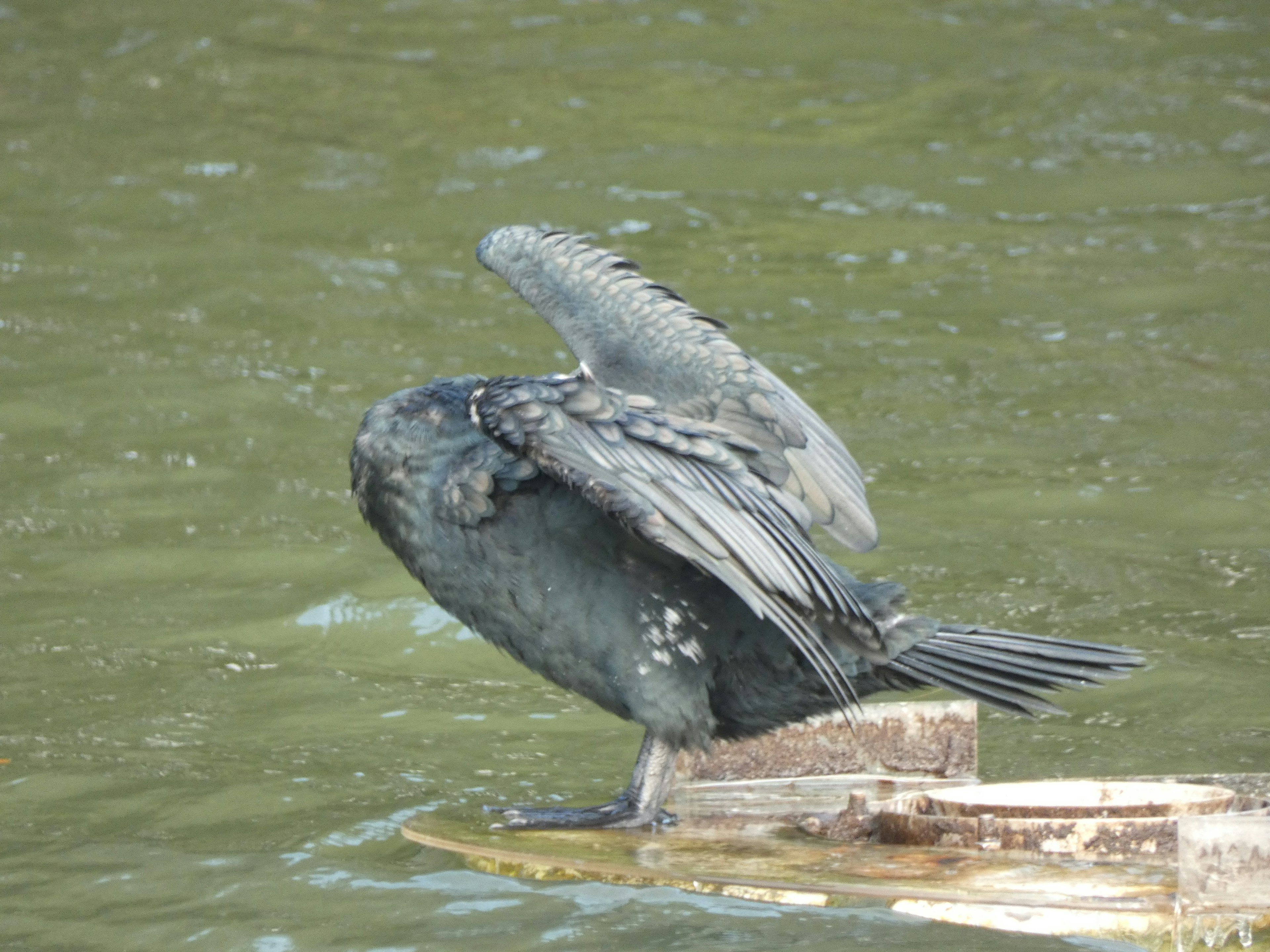 Schwarzer Vogel breitet seine Flügel auf der Wasseroberfläche aus