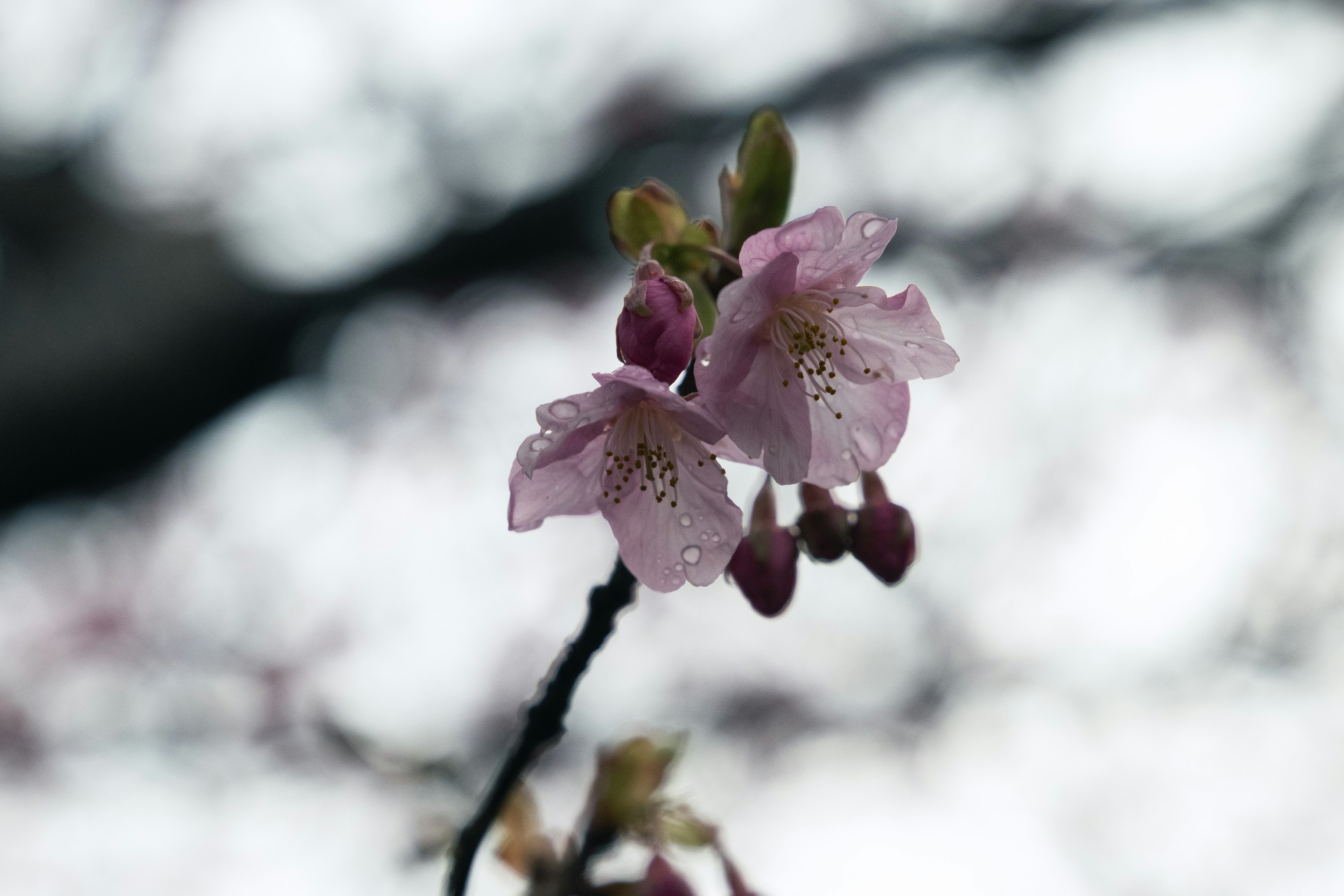 Zarte rosa Kirschblüten und Knospen an einem Zweig