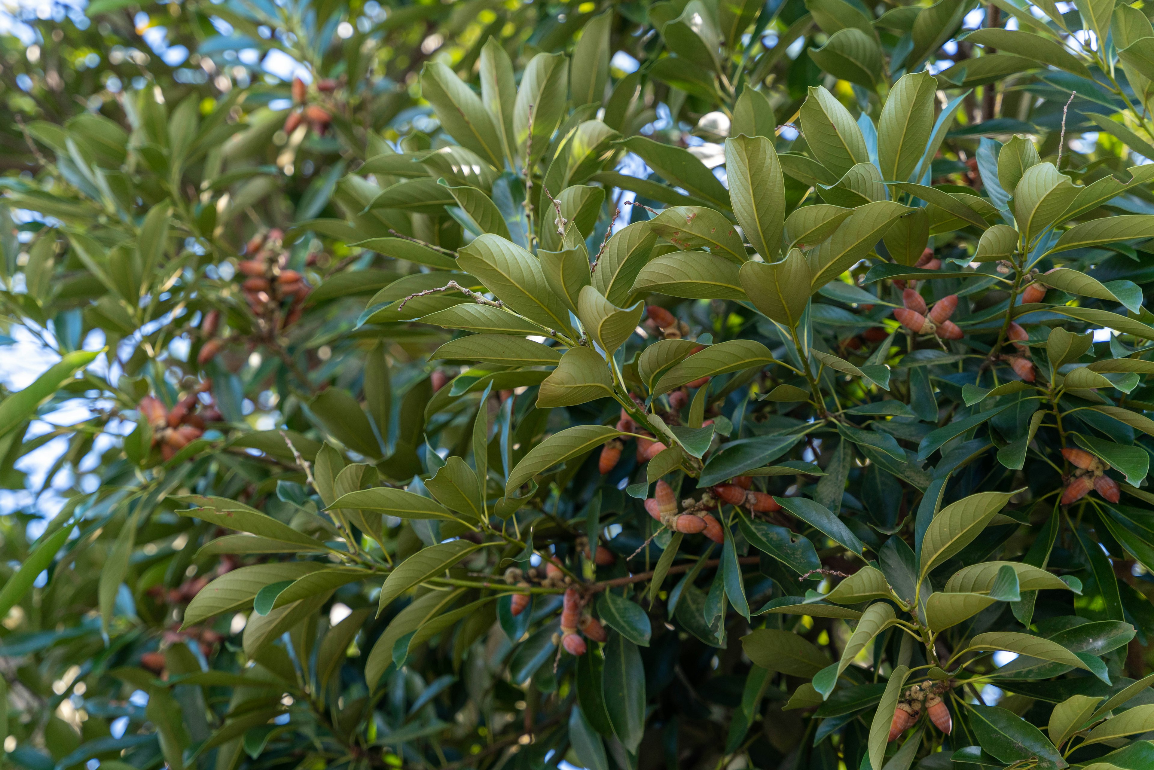 Close-up of a tree with green leaves and fruits