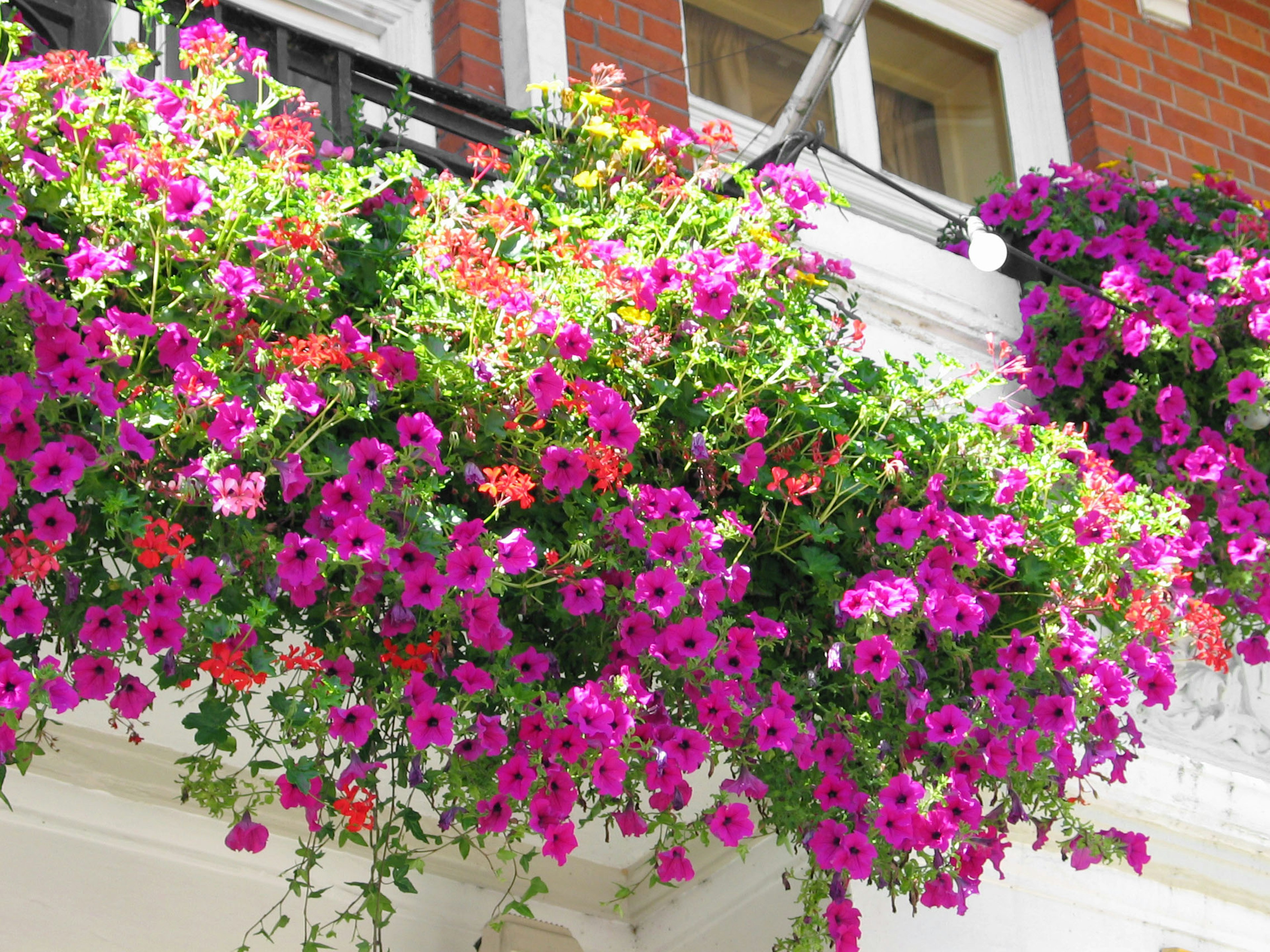 Flores rosas vibrantes que caen de las macetas del balcón