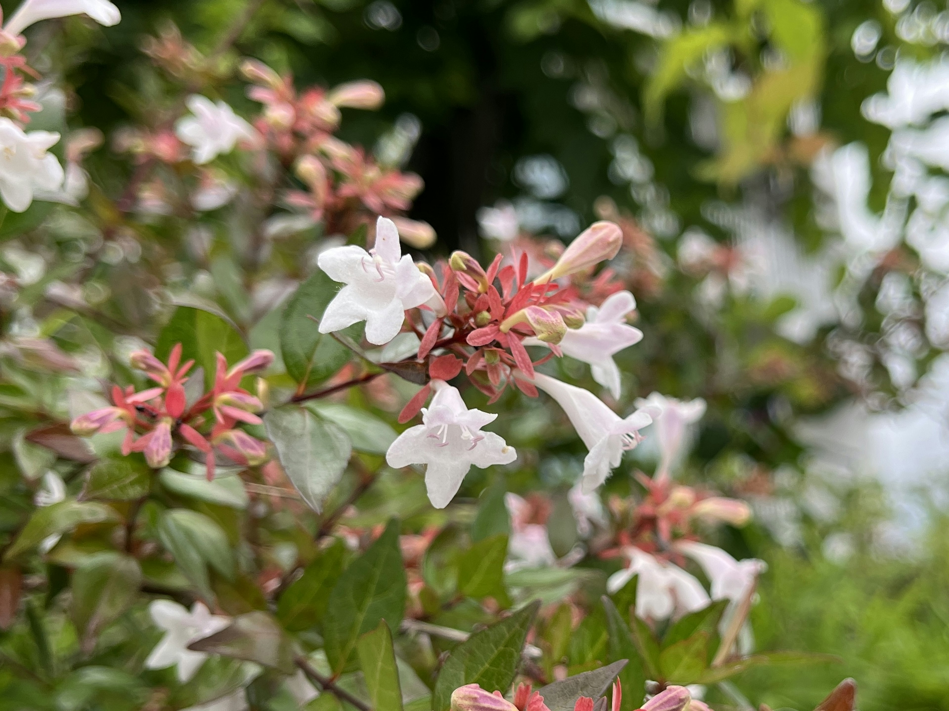 Nahaufnahme einer Pflanze mit weißen Blüten und rosa Knospen