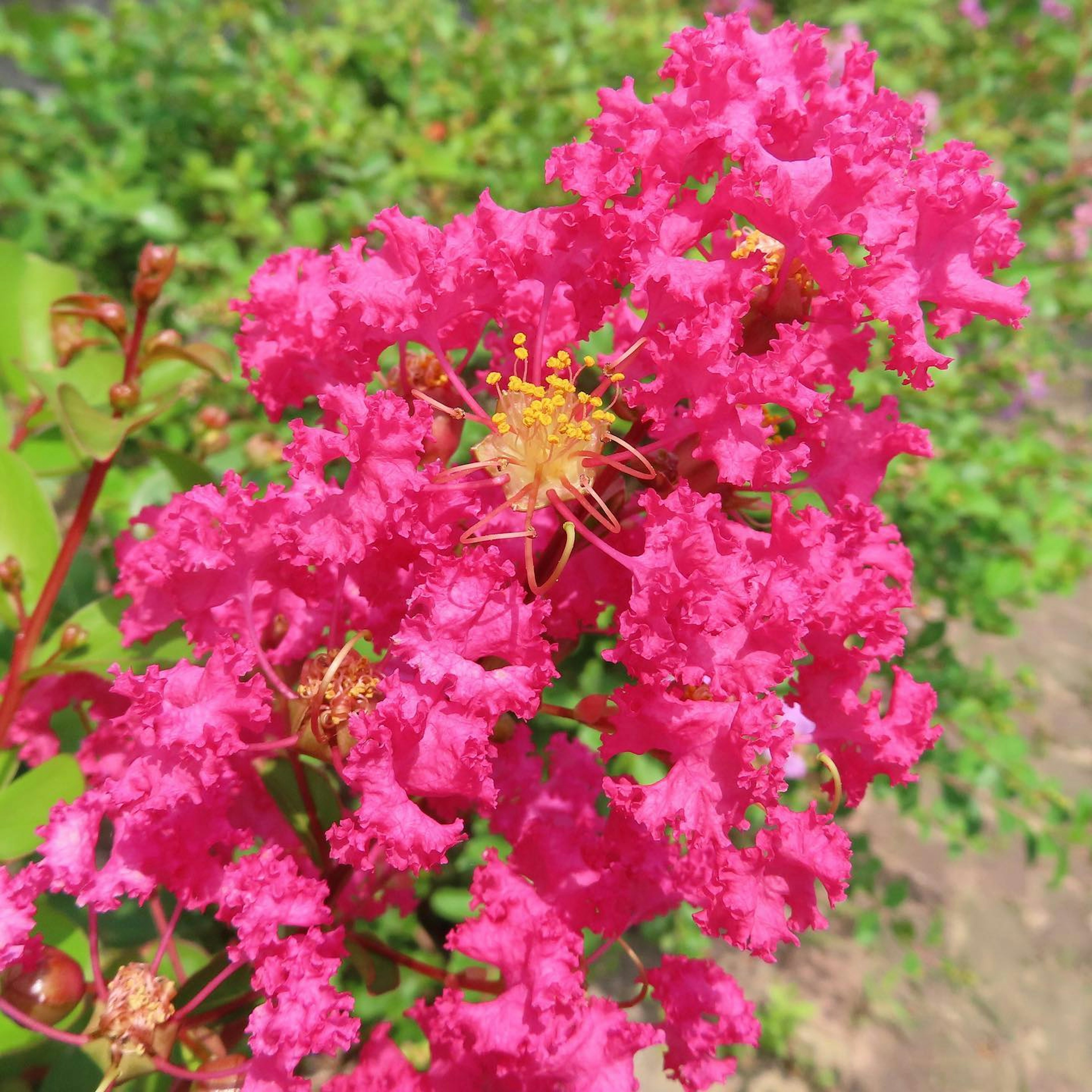 Gros plan sur des fleurs de myrte crêpe roses vibrantes