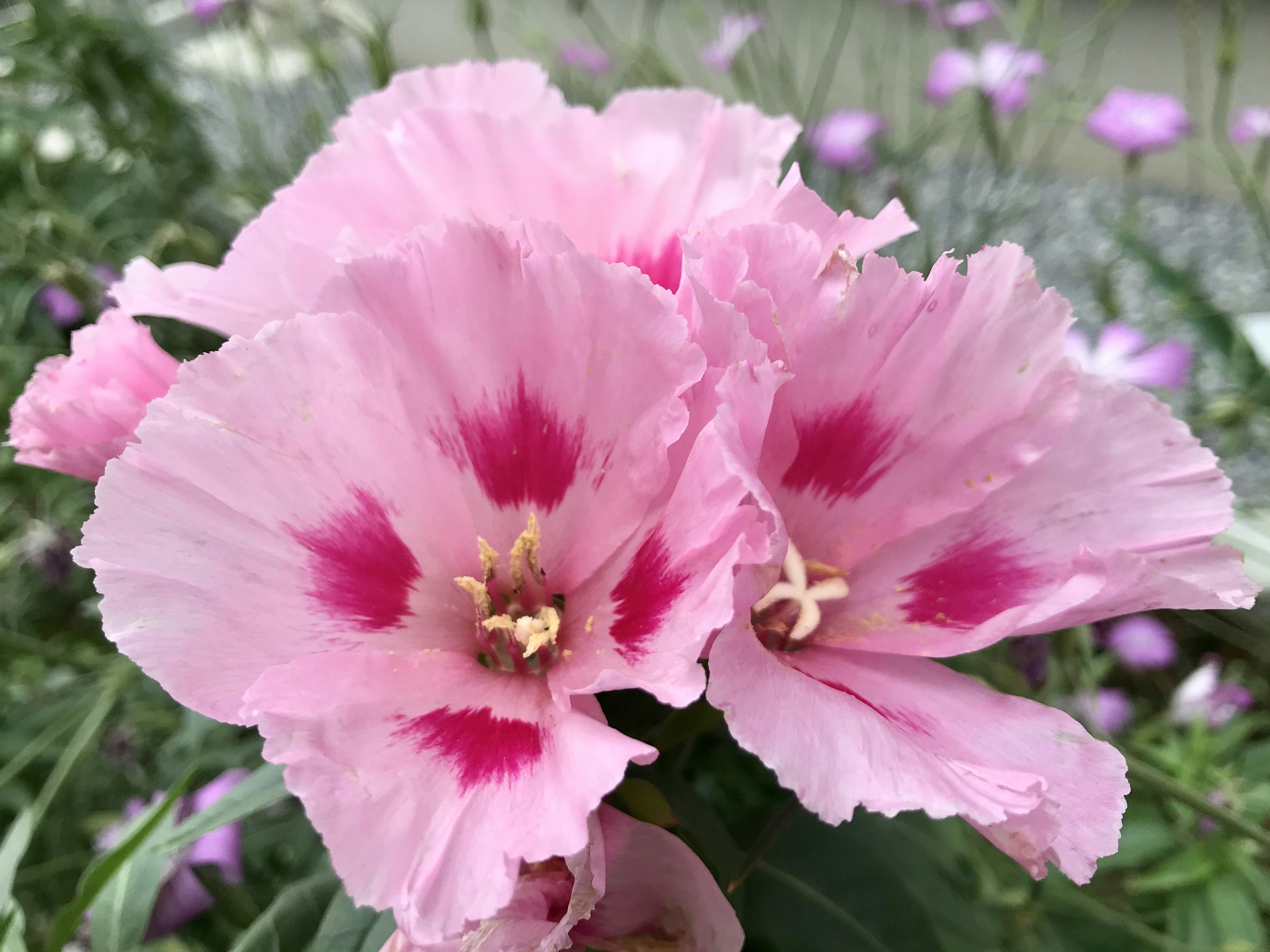 Pink flowers with red speckles blooming in a garden